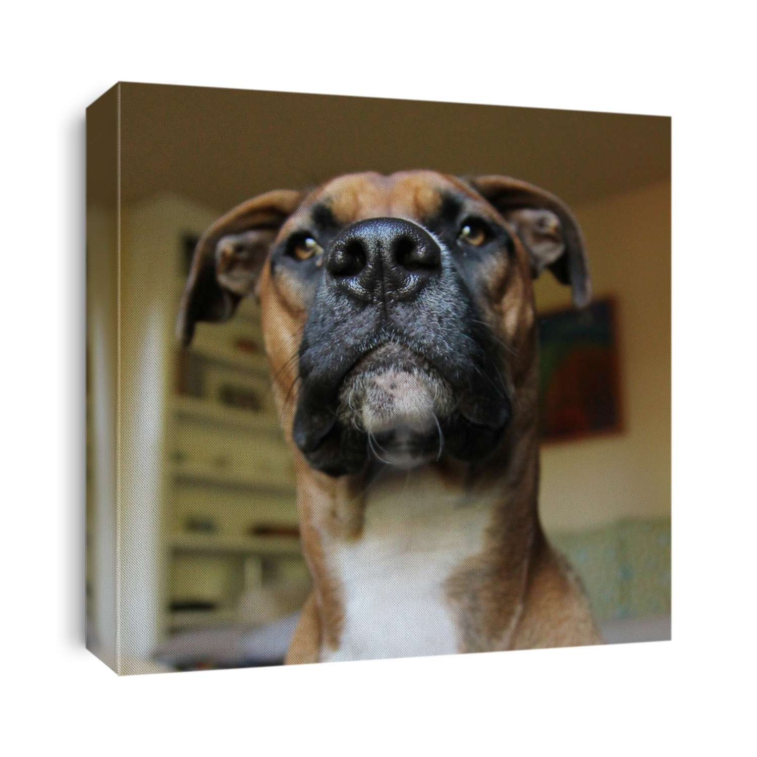 a boxer close up focus on the nose