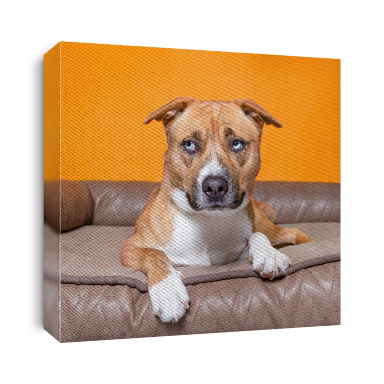 cute studio photo of a shelter dog on a isolated background