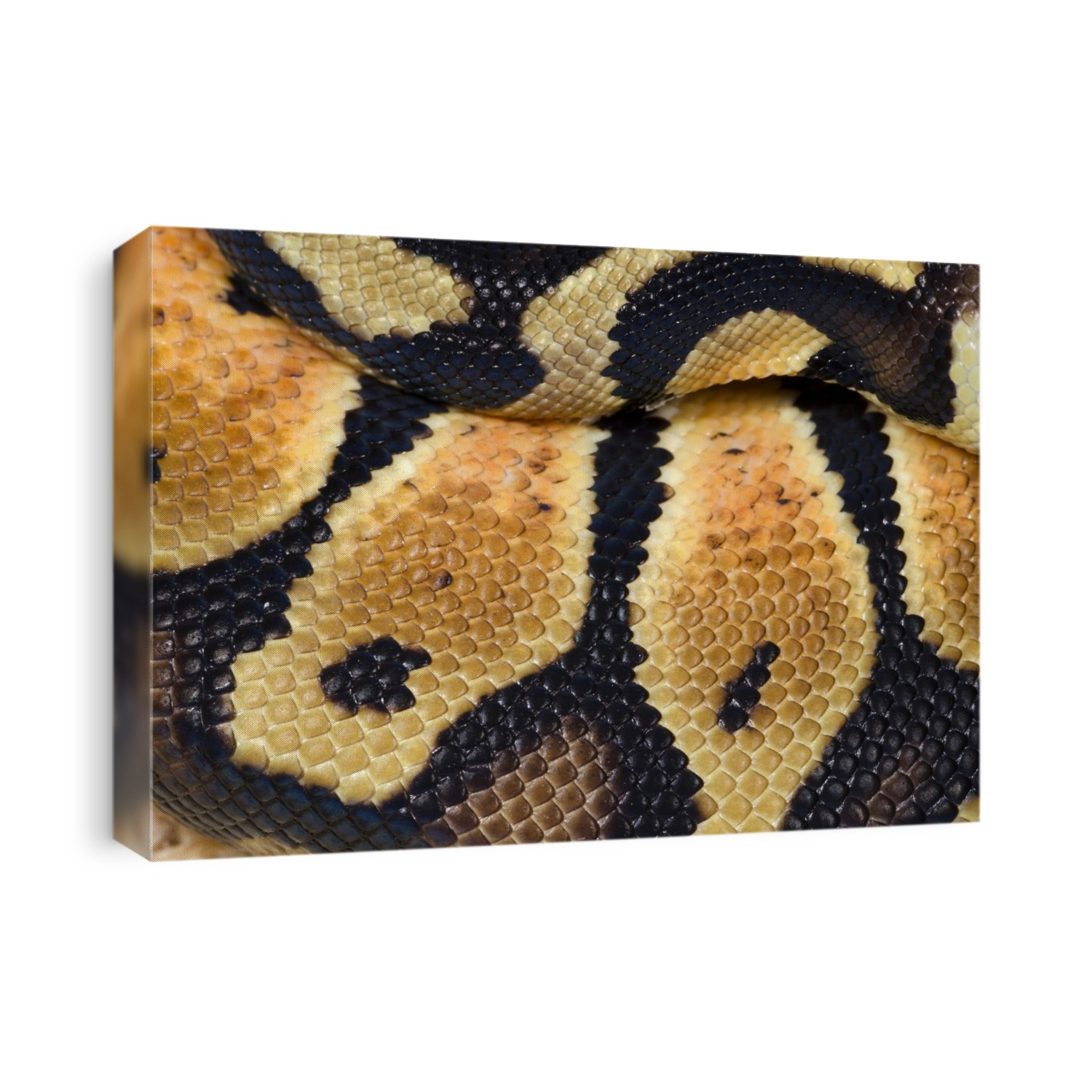 Pastel royal python. Close-up of a pastel colour morph of the royal python (Python regius).