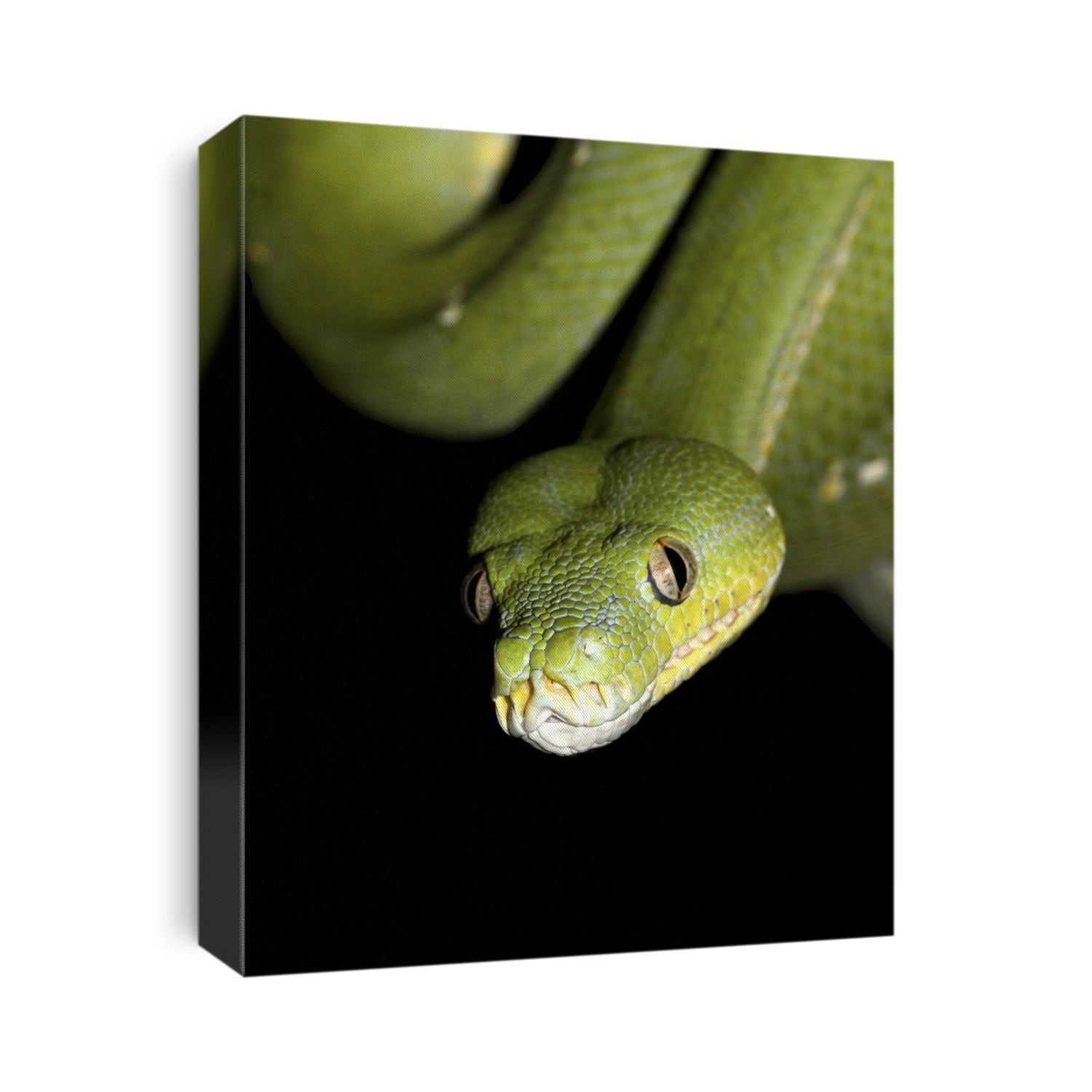 Green tree python head. The green tree python (Morelia viridis) is found in New Guinea and part of Australia, where its vivid green colouring, flecked with blue, white and yellow, provides excellent camouflage in its arboreal habitat. These snakes feed on lizards, birds and other arboreal vertebrates. They provide an excellent example of parallel evolution as their appearance and behaviour is very similar to the Emerald Tree Boa found in South America.