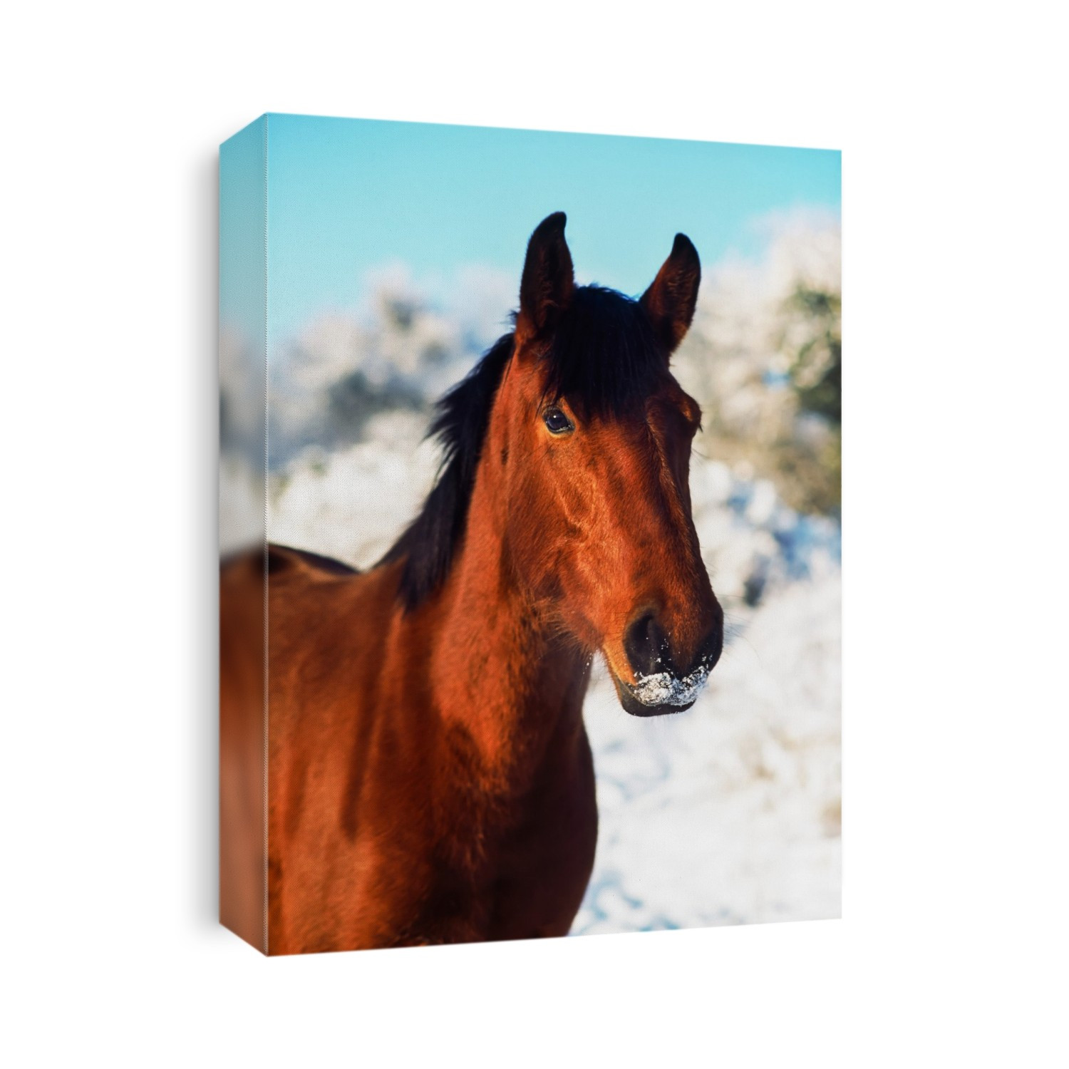 Thoroughbred Mare, Ireland