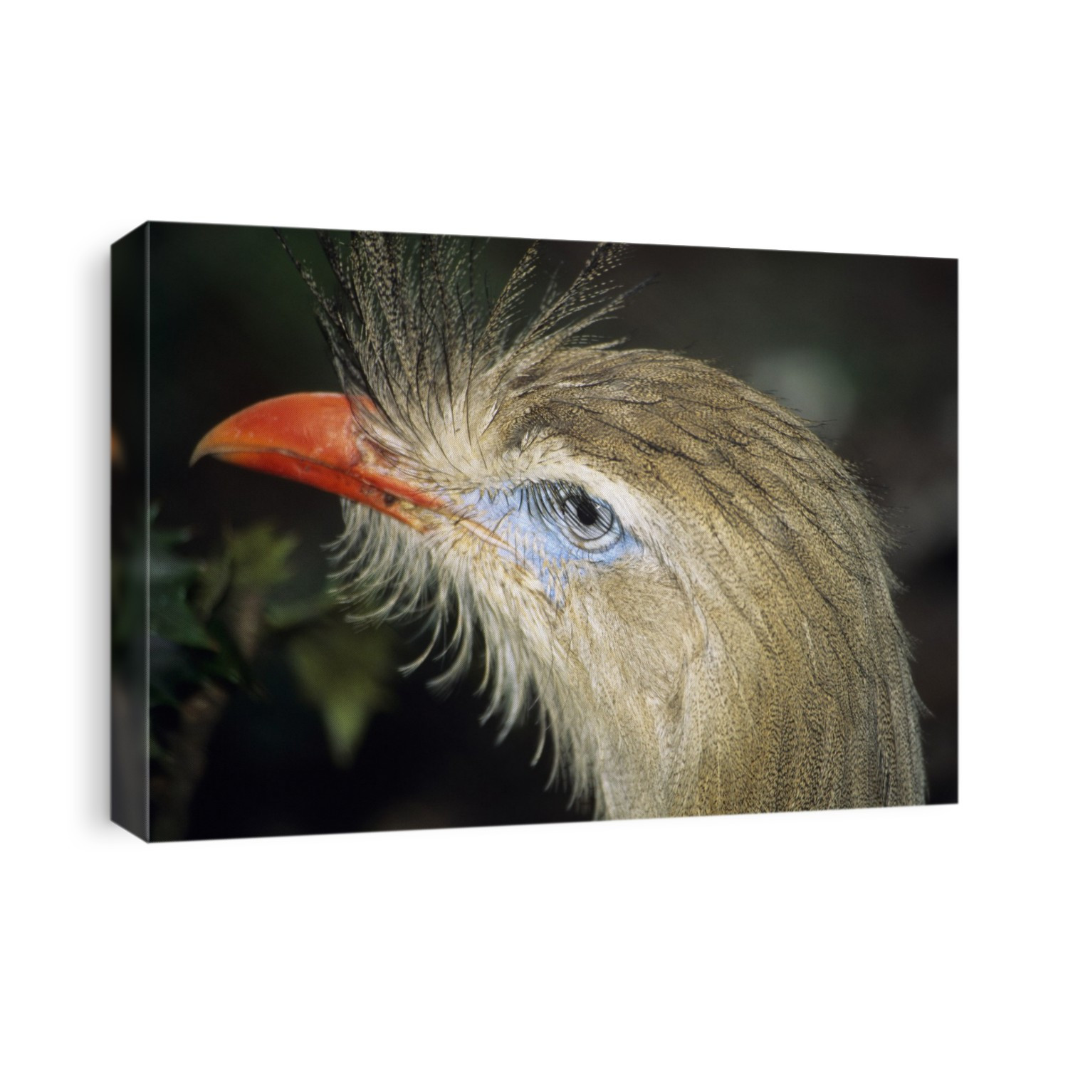 Crested seriema. Head of a crested, or red-legged, seriema (Cariama cristata). This bird is endemic to South America, where it is found from eastern Brazil to central Argentina inhabiting scrub and grassland. This bird is mostly terrestrial, and can run at speeds of 70 kilometres per hour. It feeds on vegetation, insects, birds and small mammals, slamming its larger prey against a rock to make it easier to swallow.
