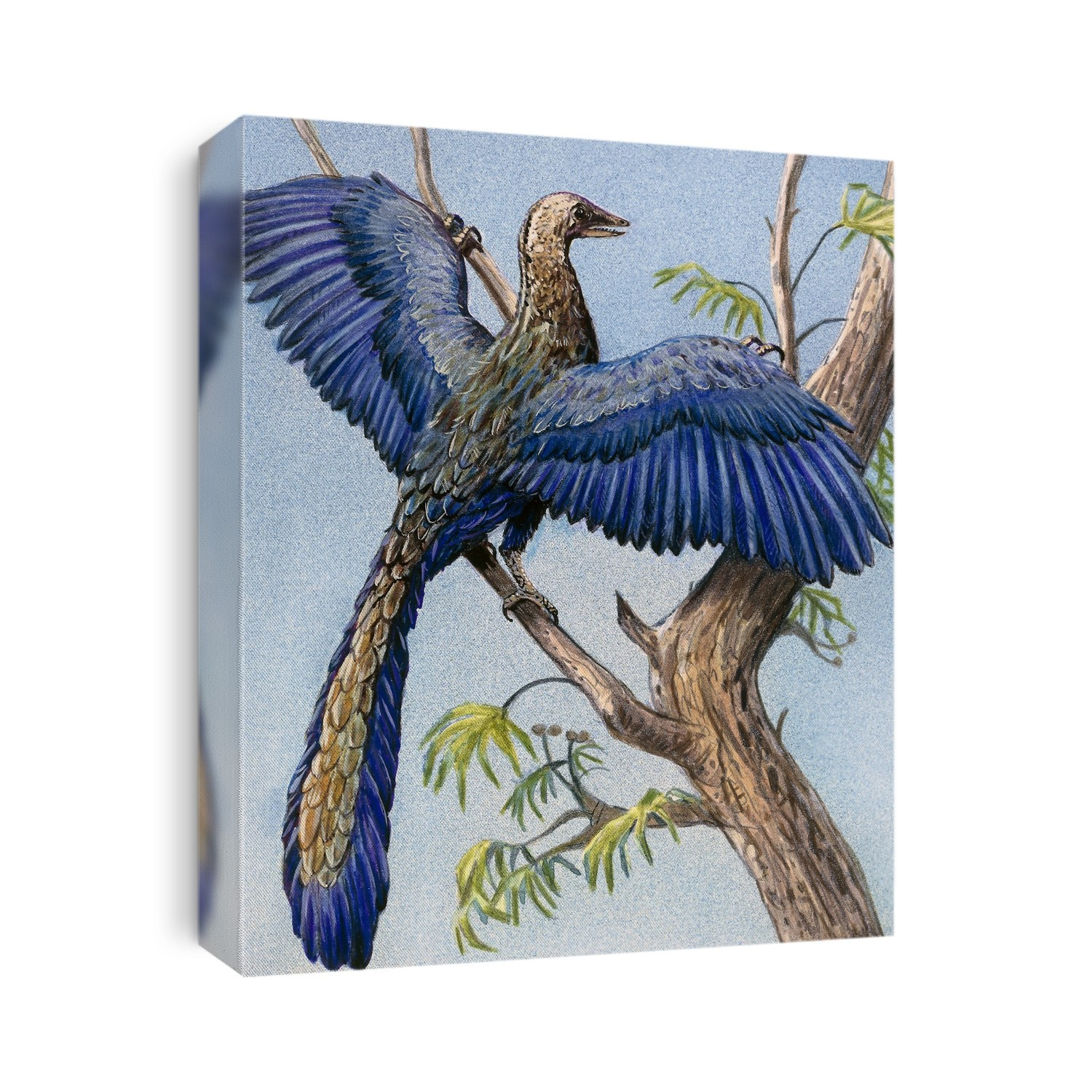 Archaeopteryx, illustration. Eleven specimens of Archaeopteryx have been found, all from the Solenhofen limestones of the Late Jurassic period (195-135 million years ago), in Bavaria, Germany. Archaeopteryx shows that birds evolved from dinosaurs. The claws seen on its wings are a combined reptilian and avian characteristic.