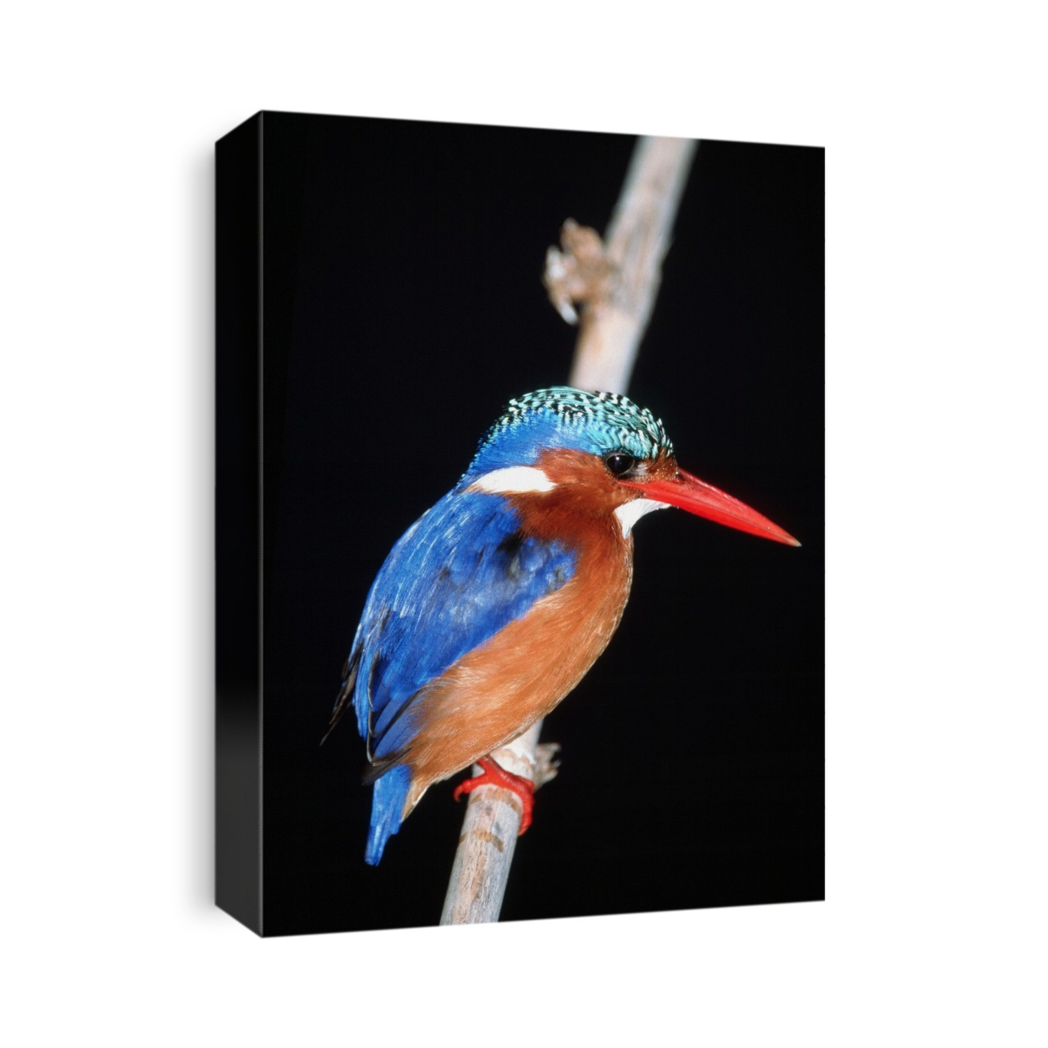 Malachite kingfisher (Alcedo or Corythornis cristata). This tiny kingfisher (13.5 centimetres tall) lives around water, diving from a perch to catch its prey of fish, water insects and dragonflies. It is found throughout Africa below the Sahara. Photographed in Paarl Bird Sanctuary, South Africa.