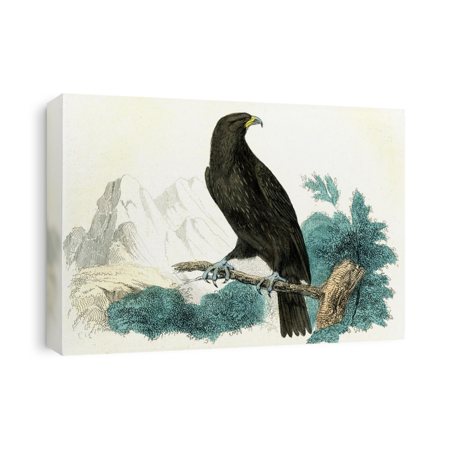 Golden eagle (Falco fulvus). 1859 illustration of a golden eagle (now Aquila chrysaetos). This large eagle is found in wilderness and mountainous areas throughout the northern hemisphere. Golden eagles eat mammals up to the size of young deer, birds and if necessary carrion.