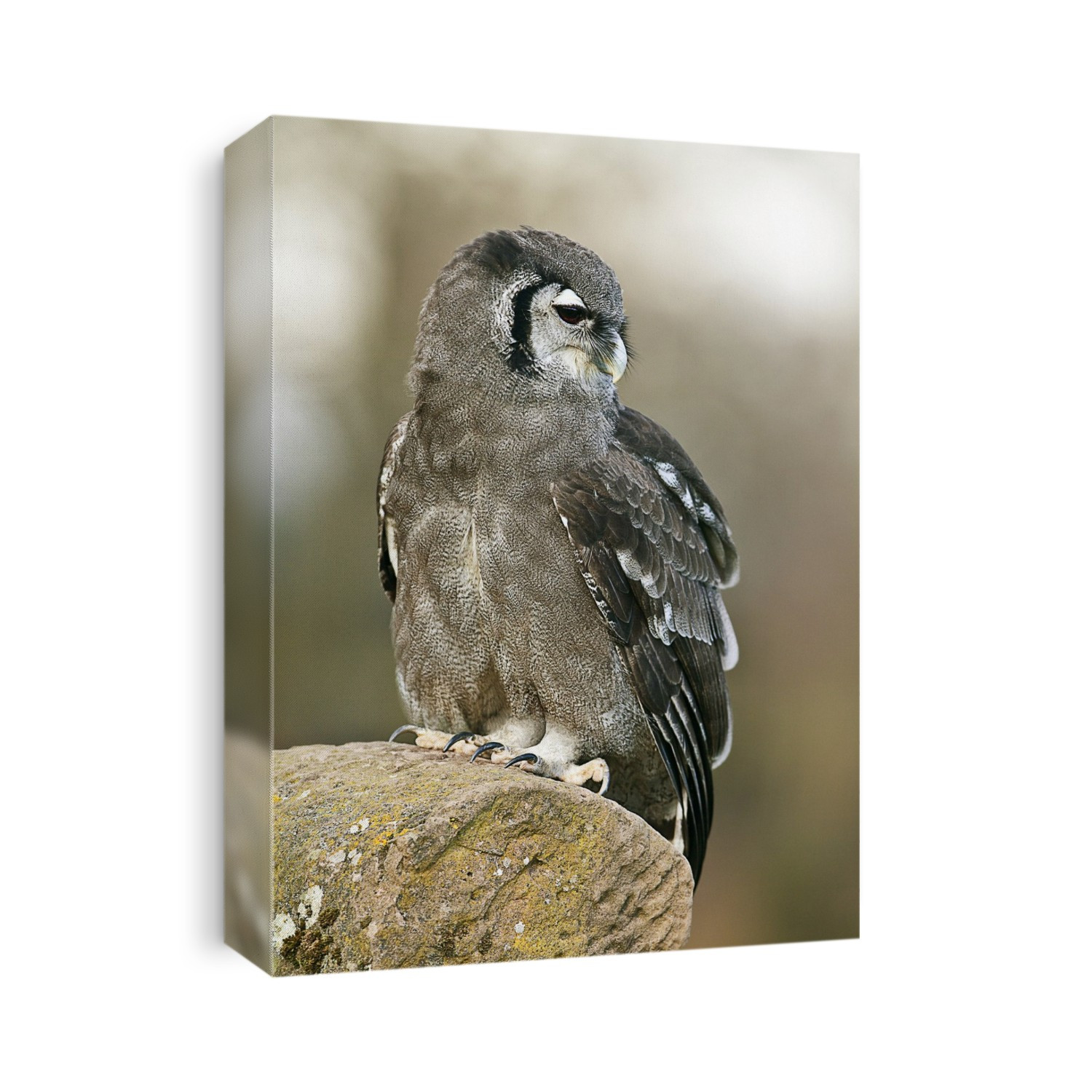 Giant eagle owl (Bubo lacteus). This large nocturnal bird, also known as the milky or Verreaux's eagle owl, inhabits forests and grasslands near rivers and lakes in Africa below the Sahara. It is the largest owl on the continent, reaching lengths of up to 70 centimetres.