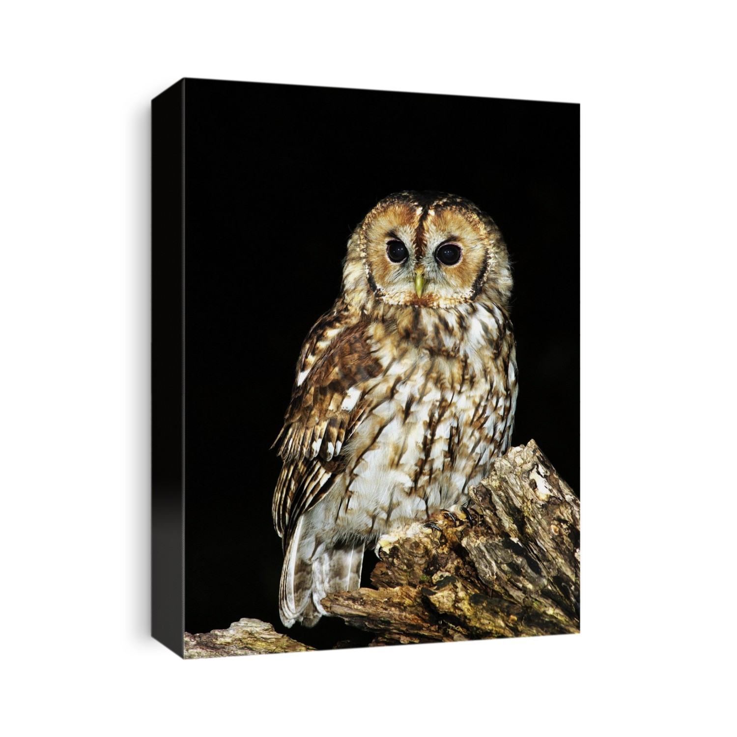 Tawny owl perched on a log at night. Tawny owls (Strix aluco) are nocturnal birds that inhabit open woodlands throughout Europe and parts of Asia, where they hunt rodents such as mice and voles. It is this owl that has the hooting call most commonly associated with owls. Photographed in Dorset, UK, in August.