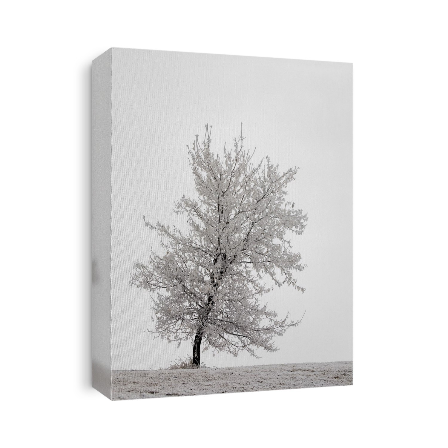 One frosted tree on a snow covered hillside on an overcast day; Calgary alberta canada