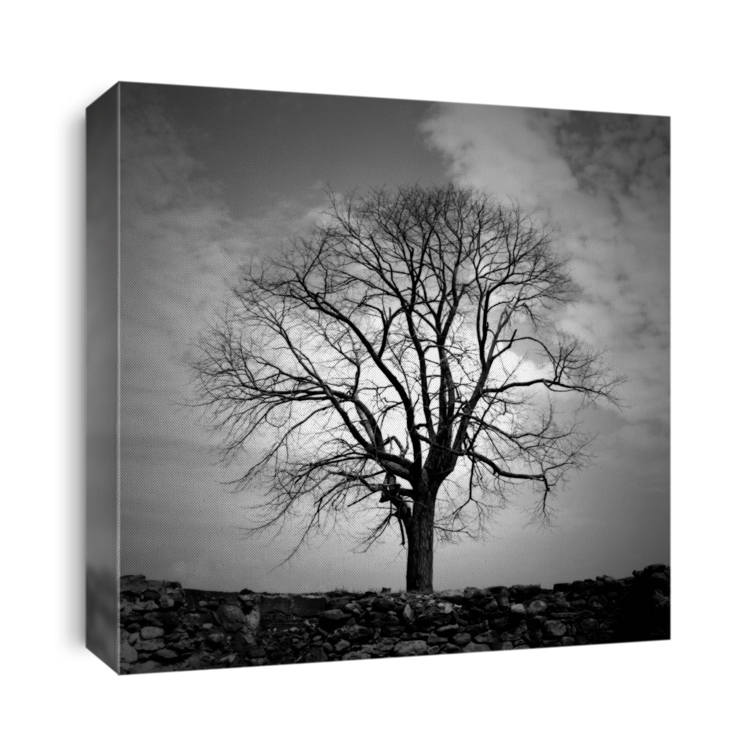 Single Tree, B/W