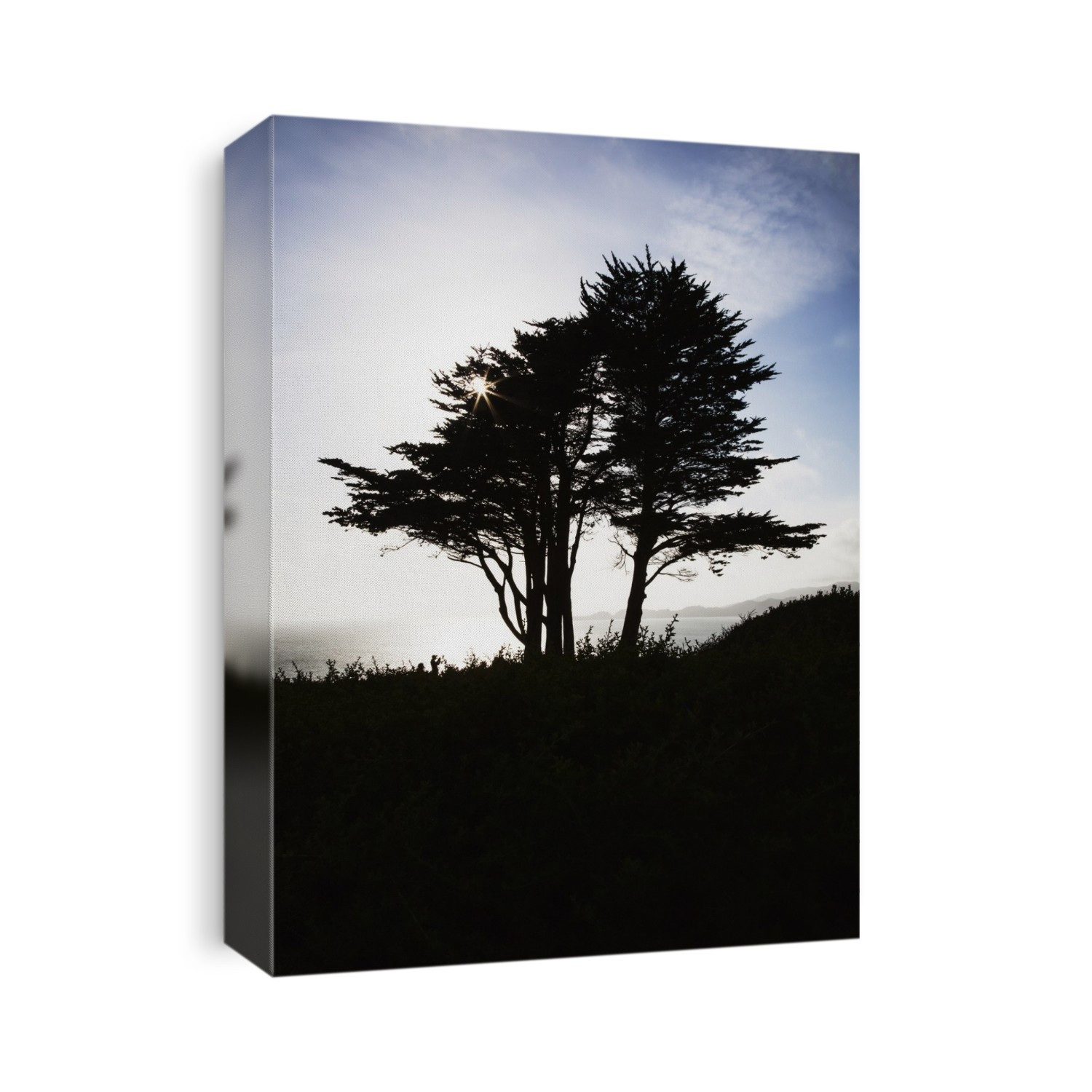 The Silhouette Of A Tree Against A Bright Blue Sky And Cloud With The Pacific Coastline On Fort Point; San Francisco, California, United States Of America