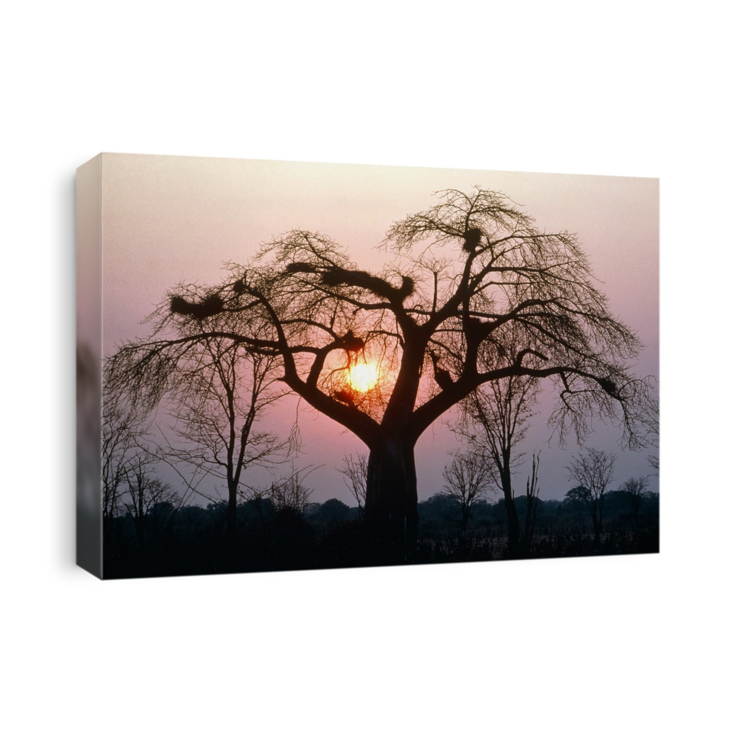 Sunrise. View of the Sun rising behind a baobab tree, Adansonia digitata. At sunrise and sunset the Sun takes on a bright red colour. This reddening is caused by particles in the atmosphere which scatter blue light more then they scatter red. Baobab trees, which are native to Africa and India, have trunks of a diameter only exceeded by the sequoia of North America. Photographed in South Luangwa National Park, Zambia.
