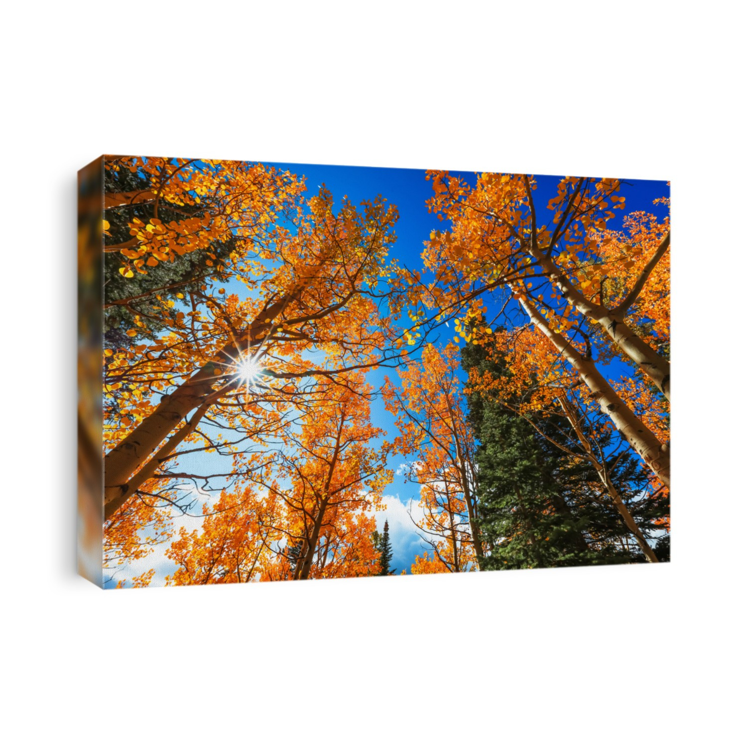 Tall Aspen trees and sun flare in autumn time