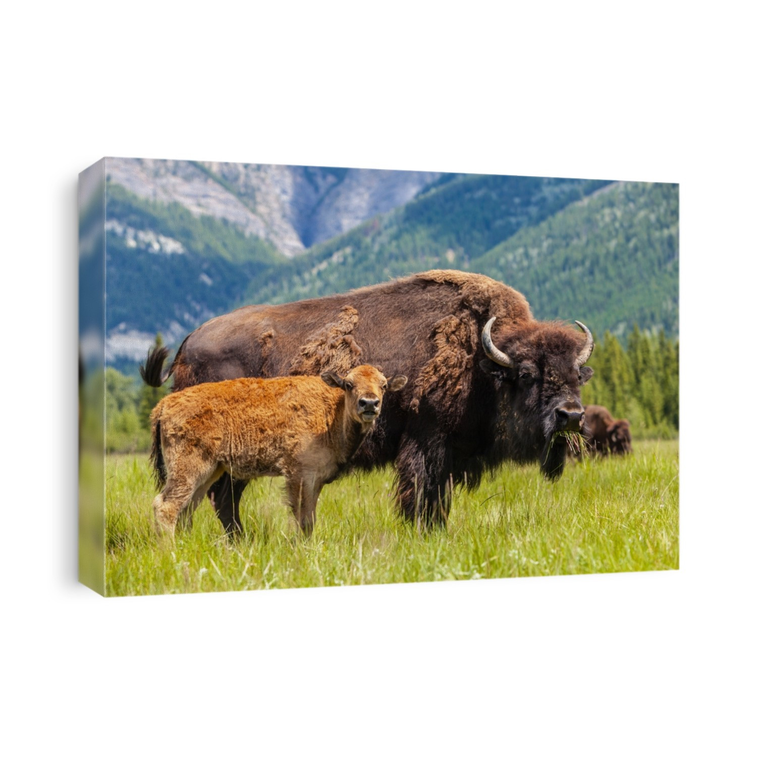 American Bison or Buffalo with calf and herd eating grass 