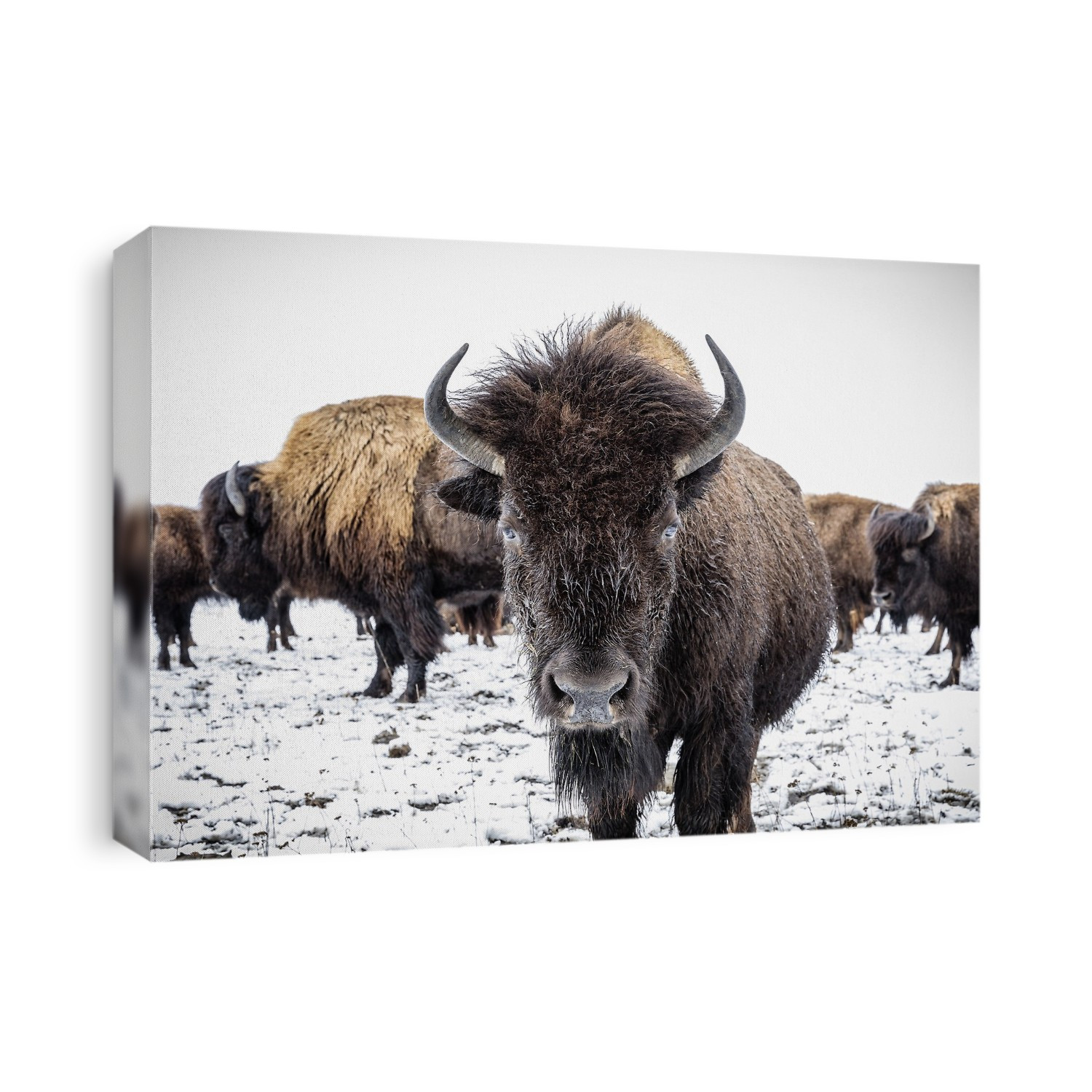 Close-up of Plains Bison (Bison bison) looking at the camera; Manitoba, Canada