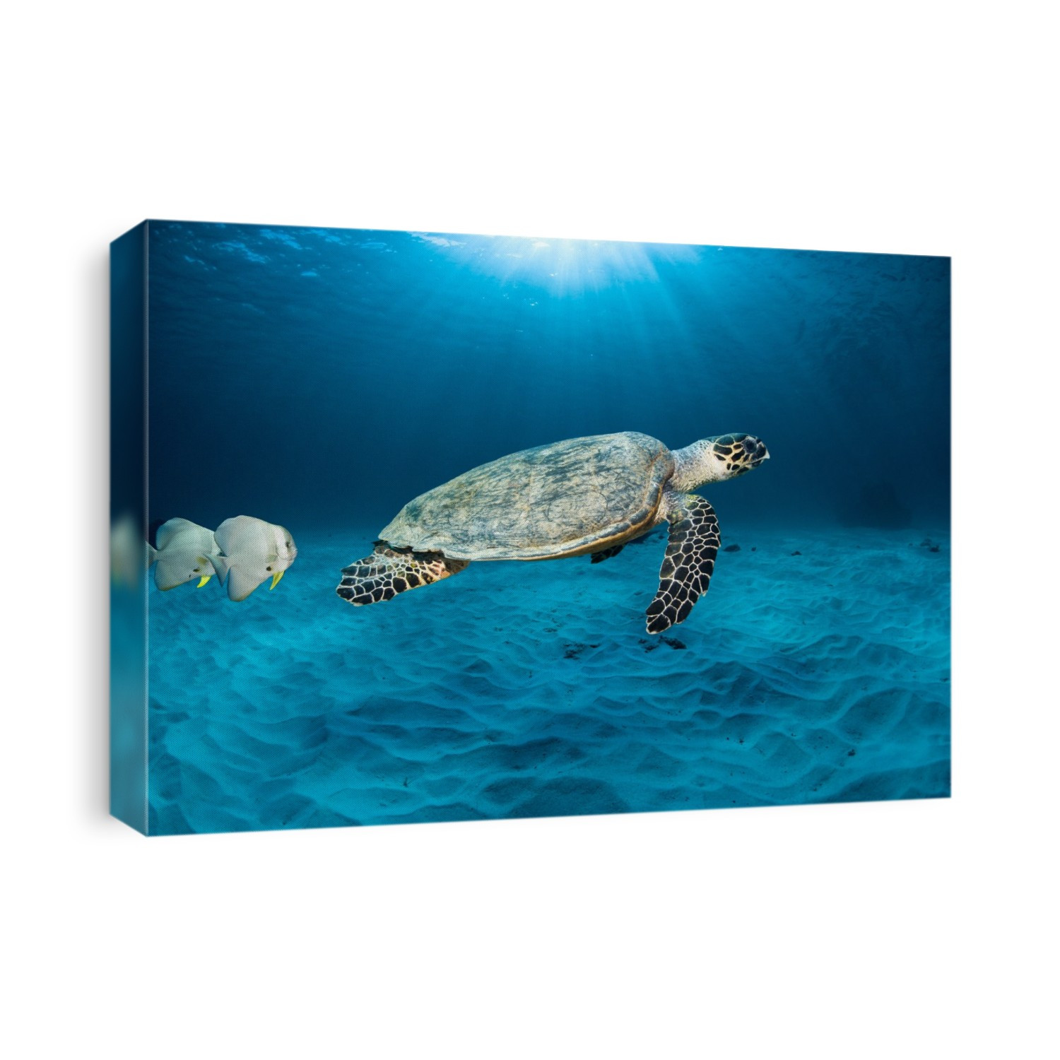 Green turtle (Eretmochelys imbricatta) and circular spadefish (Platax orbicularis) swimming in shallow water. Scuba divers behind a hawksbill sea turtle swimming over a coral reef. The hawksbill is found on tropical coral reefs worldwide. Photographed in Indonesia.