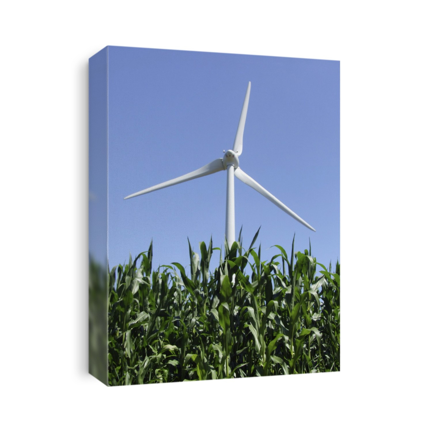 Wind turbine and biofuel. Maize crop (Zea mays) being grown in a field for use as biofuel, in front of a wind turbine. Wind power is a renewable and clean source of energy for electricity production. The wind turns the blades, and this drives a turbine to generate electricity. Biofuels, grown as agricultural crops, are a cleaner and less polluting alternative to fossil fuels, which are obtained from underground deposits.
