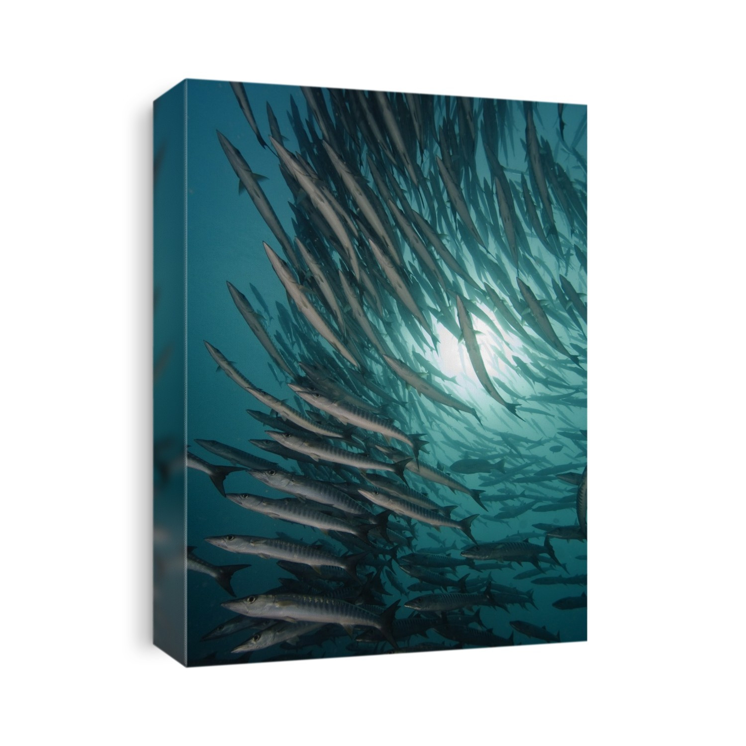 Chevron barracuda (Sphyraena qenie) schooling. Photographed off Sipadan, Celebes Sea, Sabah, Malyasia.