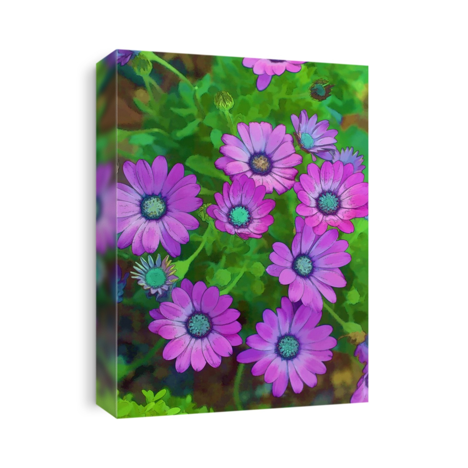 African Daisies (Dimorphotheca barberiae).