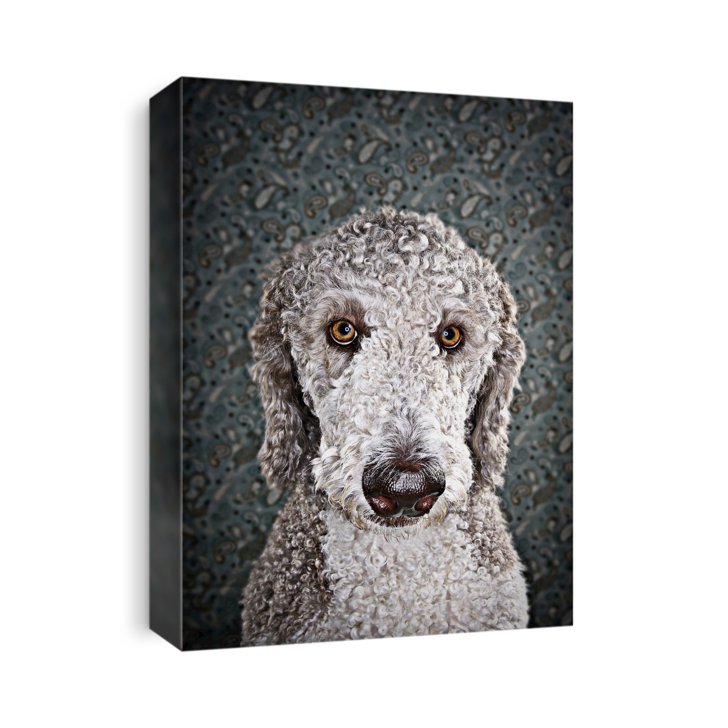 Close-up portrait of a parti poodle against a wall papered background; Studio Shot