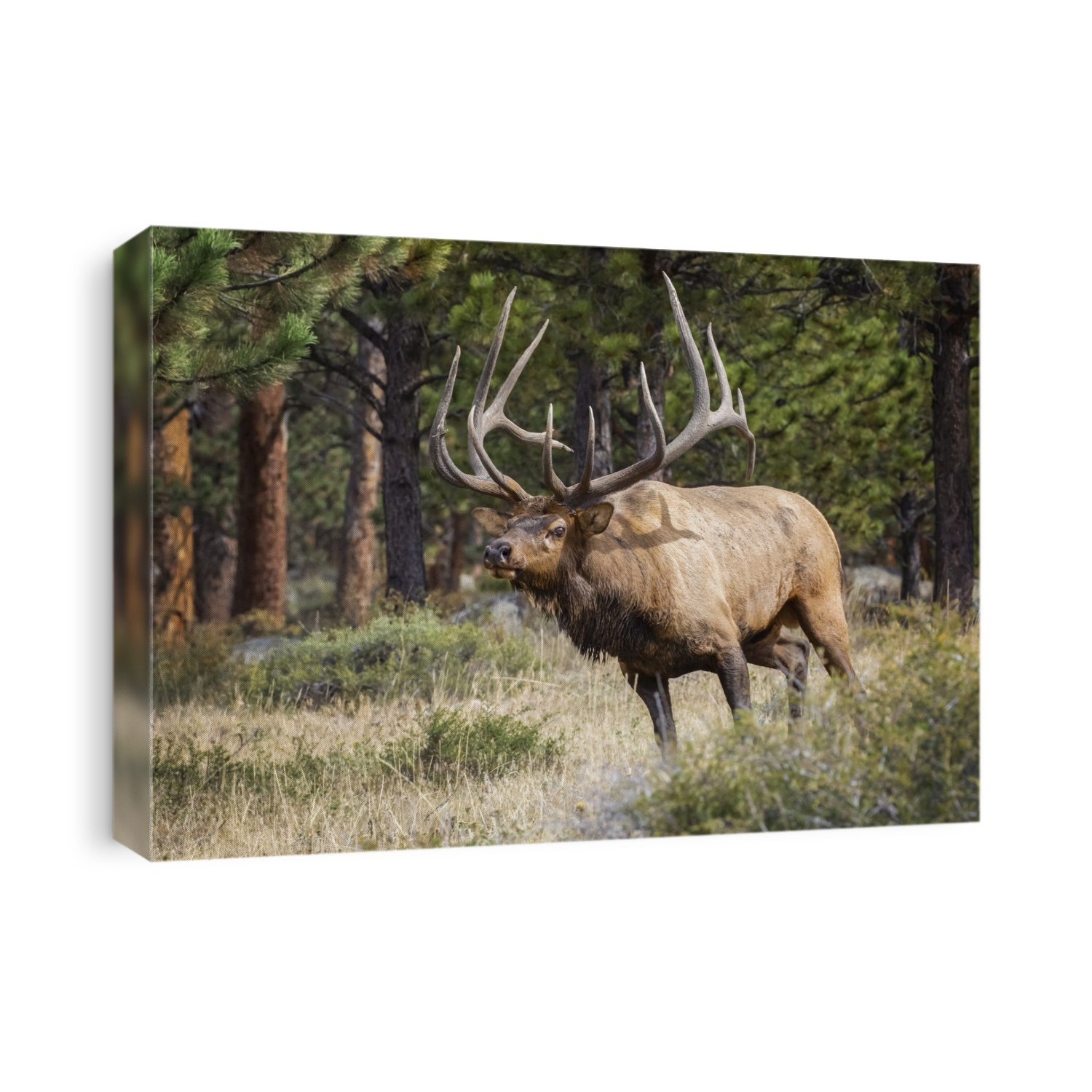 Bull Elk (Cervus canadensis); Steamboat Springs, Colorado, United States of America