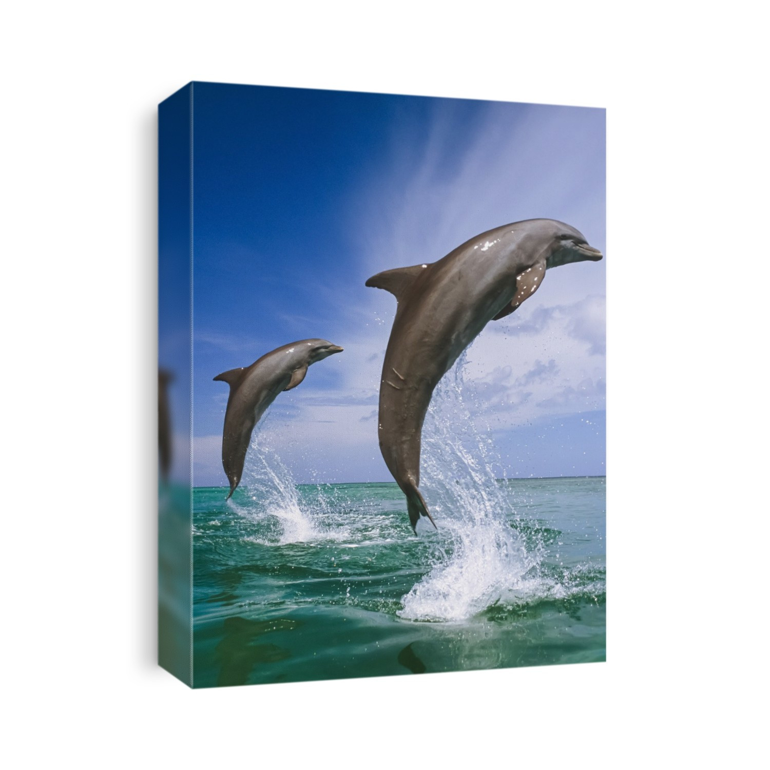 Bottlenose Dolphins Leaping Carribean Sea Roatan Honduras