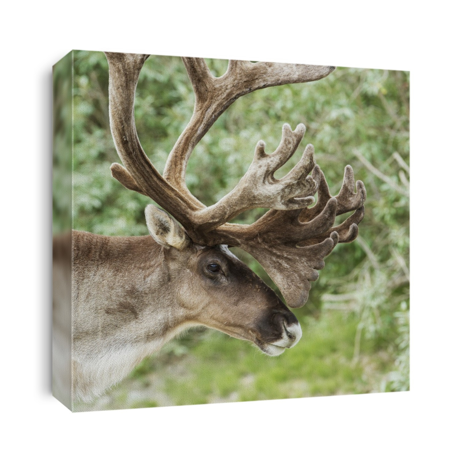Portrait Of A Caribou In Denali National Park, Interior Alaska, Summer