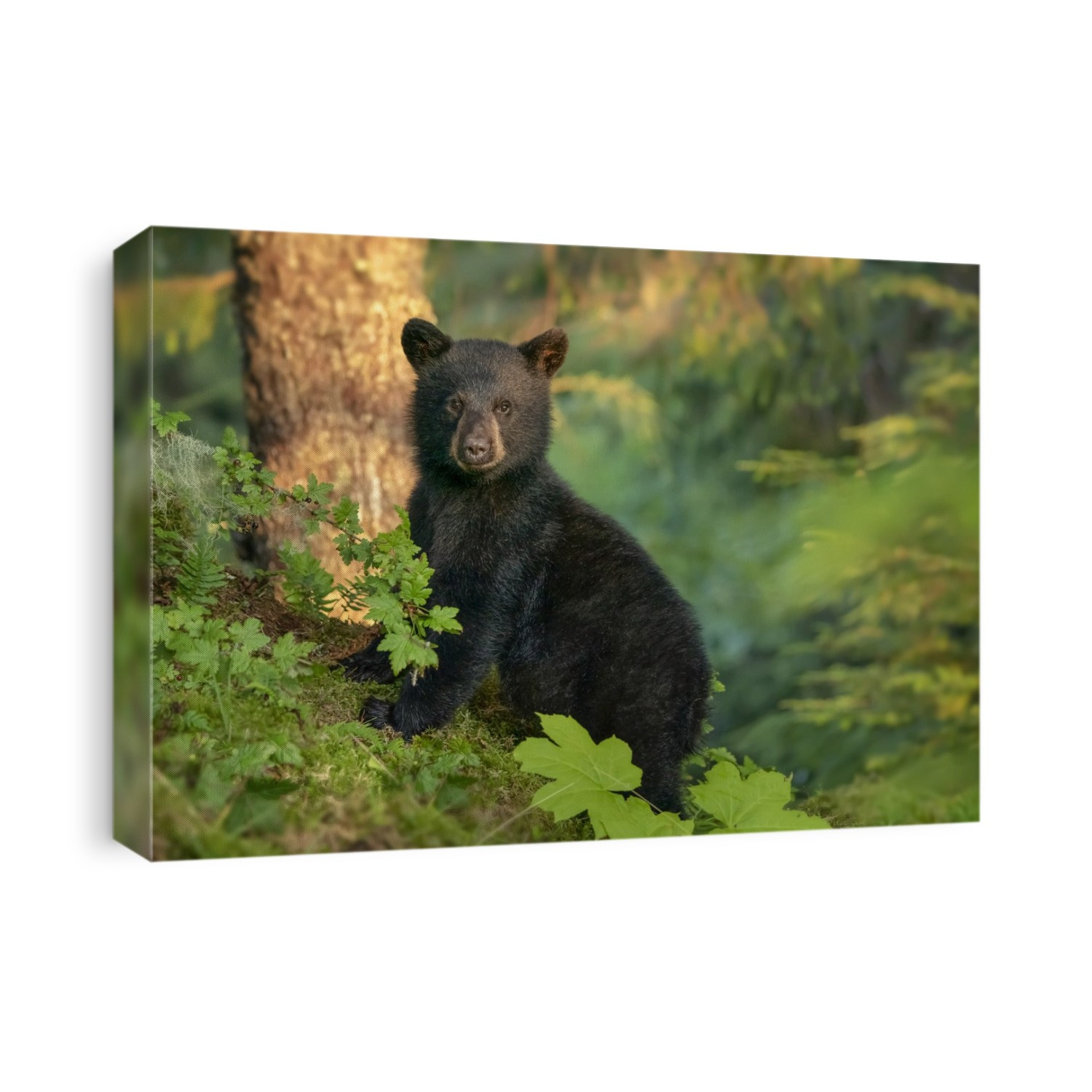 Portrait of a black bear cub (Ursus americanus) standing on its hind legs leaning on a mound next to a tree trunk along the shoreline looking at the camera, waiting for its mother while she fishes for salmon in the Tongass National Forest; Juneau, Alaska, United States of America