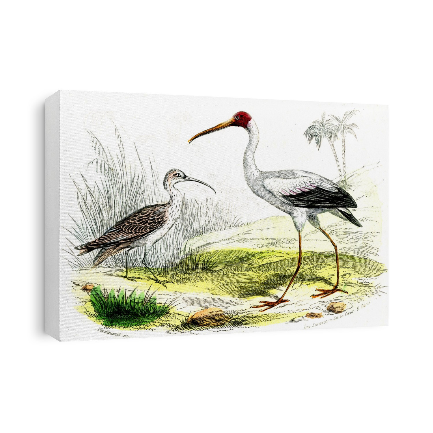 Painted storks (Tantalus ibis). 1859 illustration of male (right) and female (left) painted storks (now Mycteria leucocephalus). These large wading birds are found in the wetlands of tropical Asia.