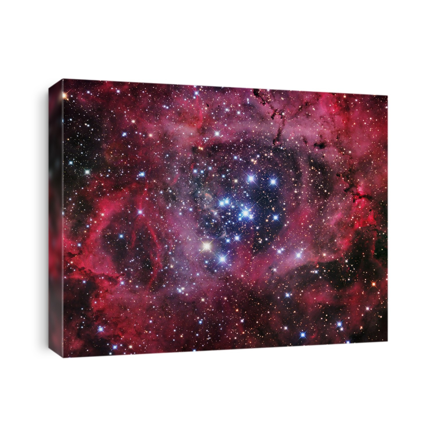 Rosette nebula (NGC 2237), optical image. This nebula is an emission nebula, known as the Rosette nebula because of its round, flower-like shape. Emission nebulae are clouds of gas and dust that are ionised by radiation from hot stars within them, causing them to glow. At the heart of the nebula (centre) is the cluster of young stars (NGC 2244) responsible for this ionisation. The strong stellar wind from these stars has cleared a hole around them. The whole Rosette nebula measures around 50 light years across; it lies approximately 4500 light years away in the constellation Monoceros.