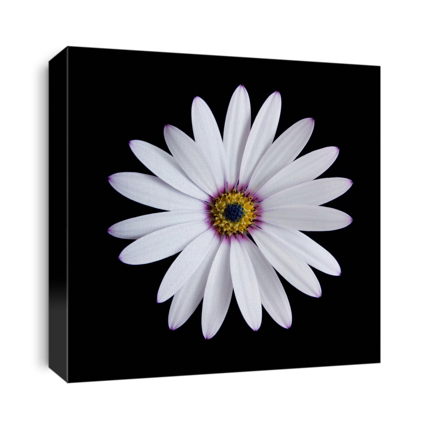 Cape daisy flower (Osteospermum sp.).