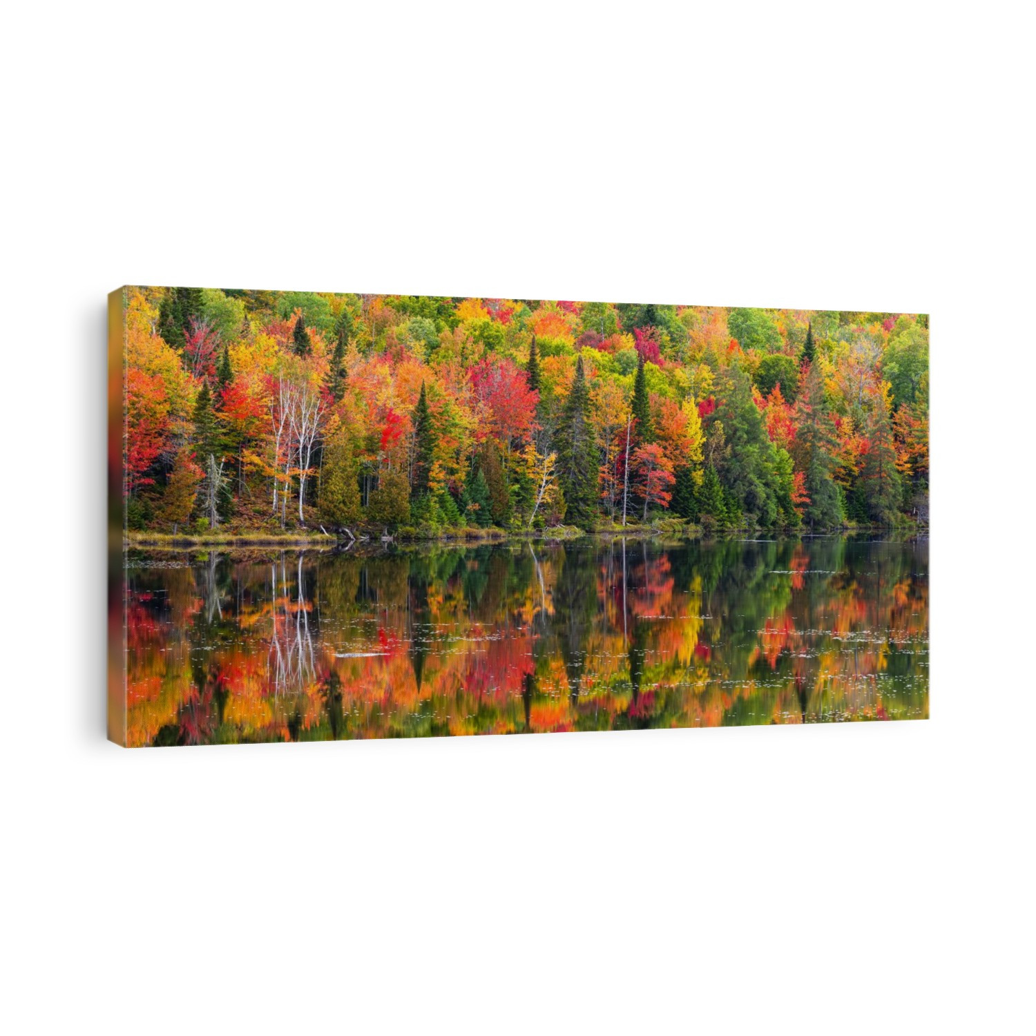 Vibrant autumn coloured foliage in a forest along a tranquil lake reflecting the colours; Lac Labelle Region, Quebec, Canada