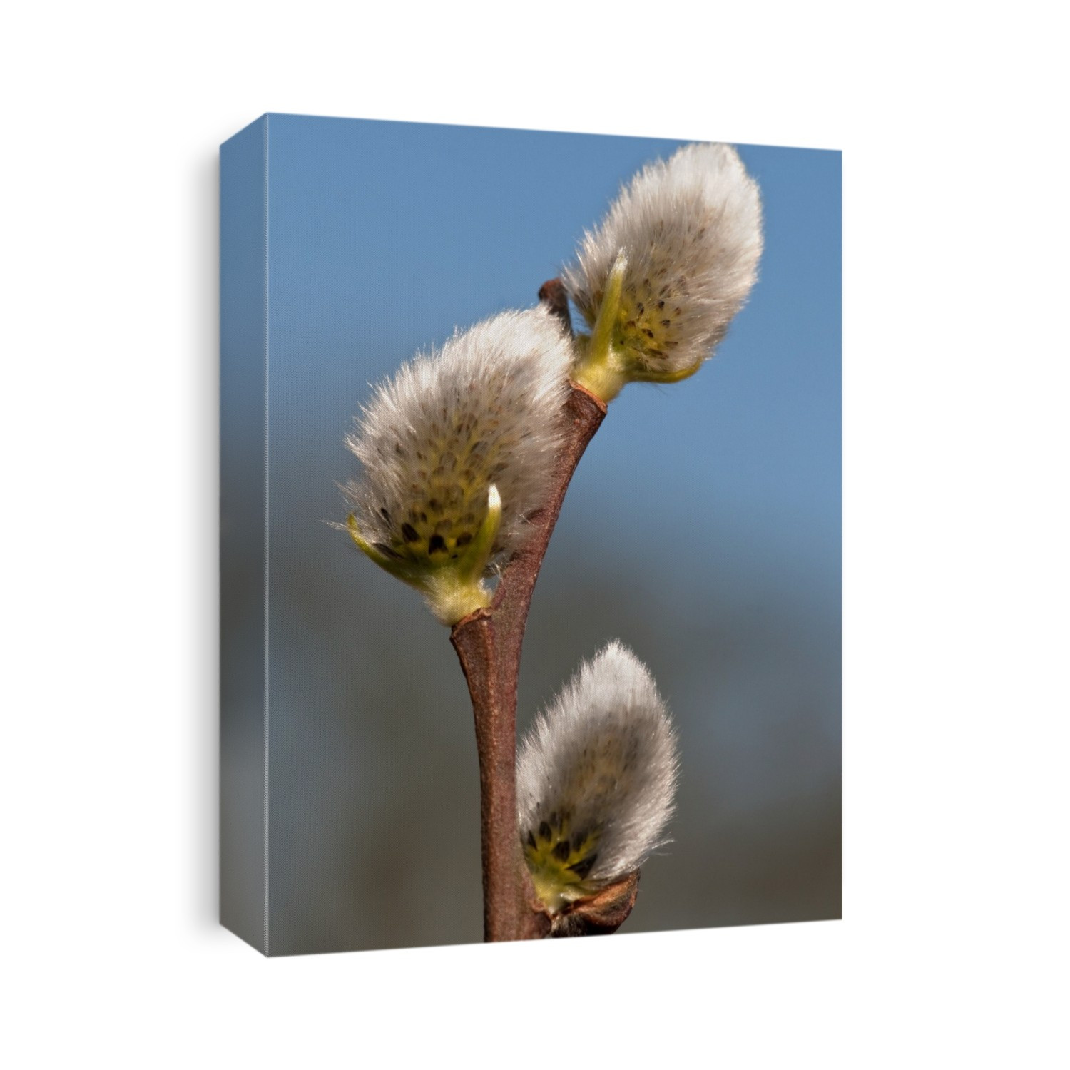Pussy willow (Salix caprea) catkins. Catkins are flower clusters.