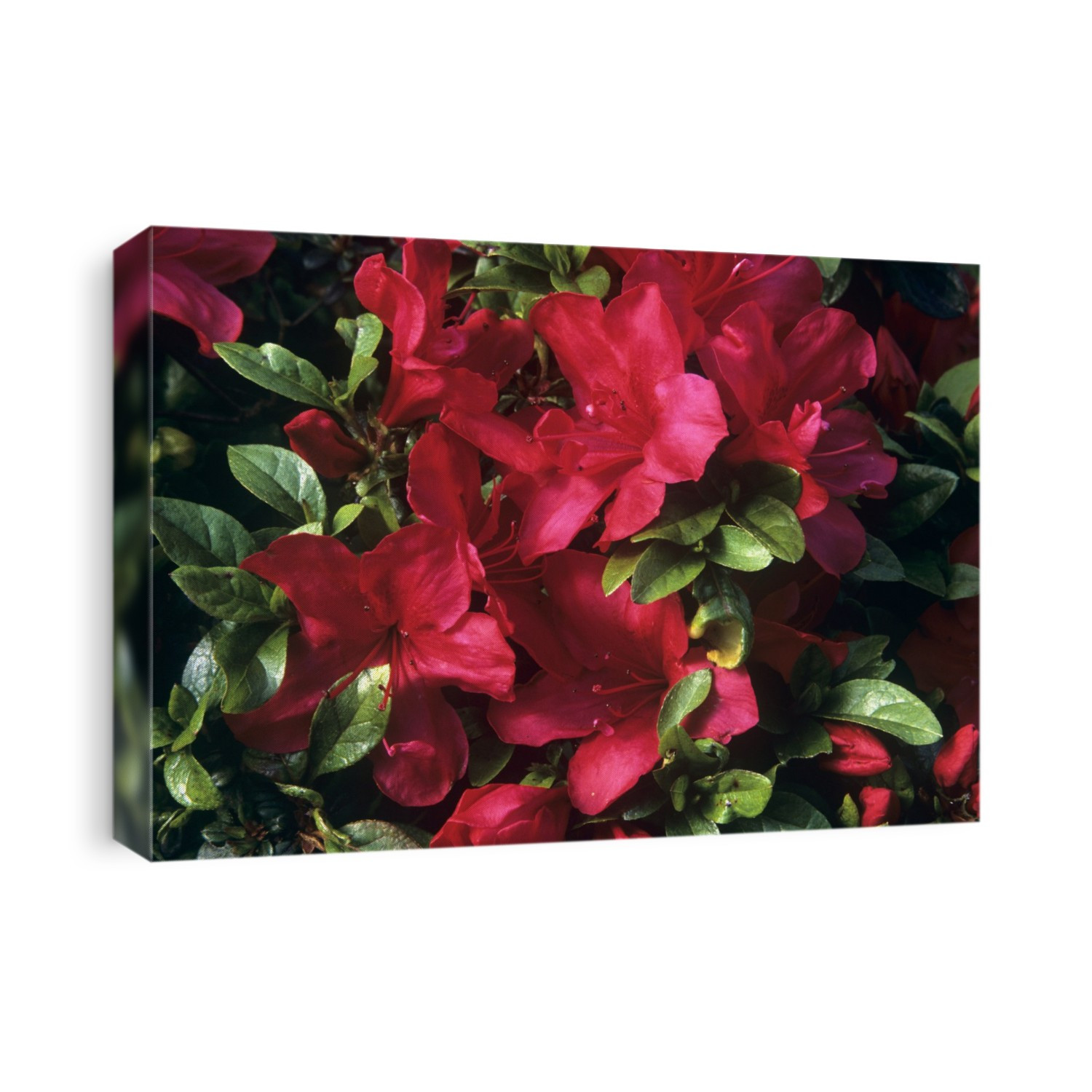 Rhododendron flowers (Rhododendron 'Vuyk's Scarlet').