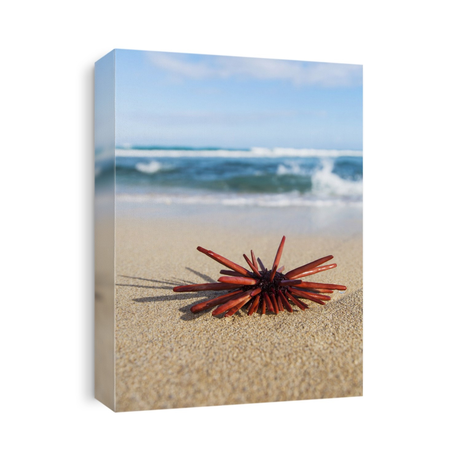 A Red Slate Pencil Urchin (Heterocentrotus Mamillatus) Sounds On The Sand At The Beach; Honolulu, Oahu, Hawaii, United States Of America