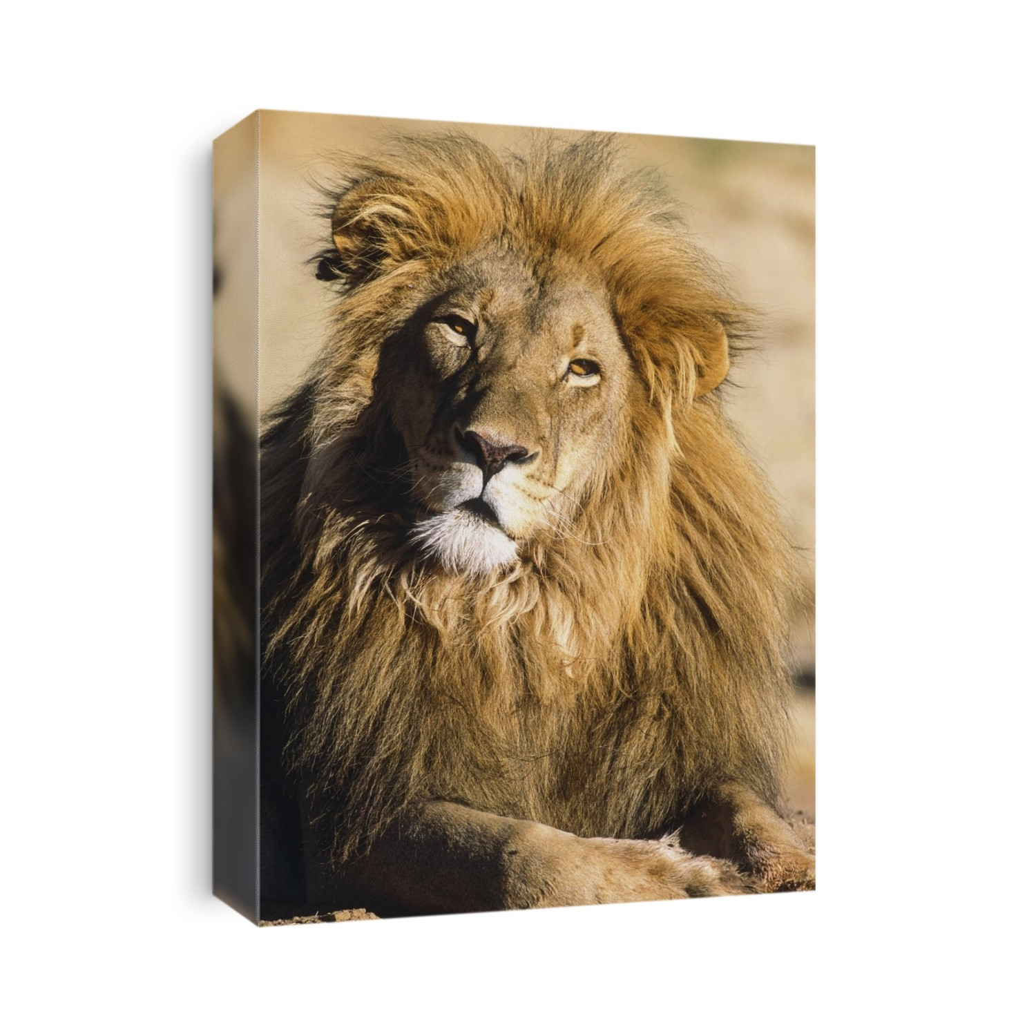 Portrait Of Male Lion Africa