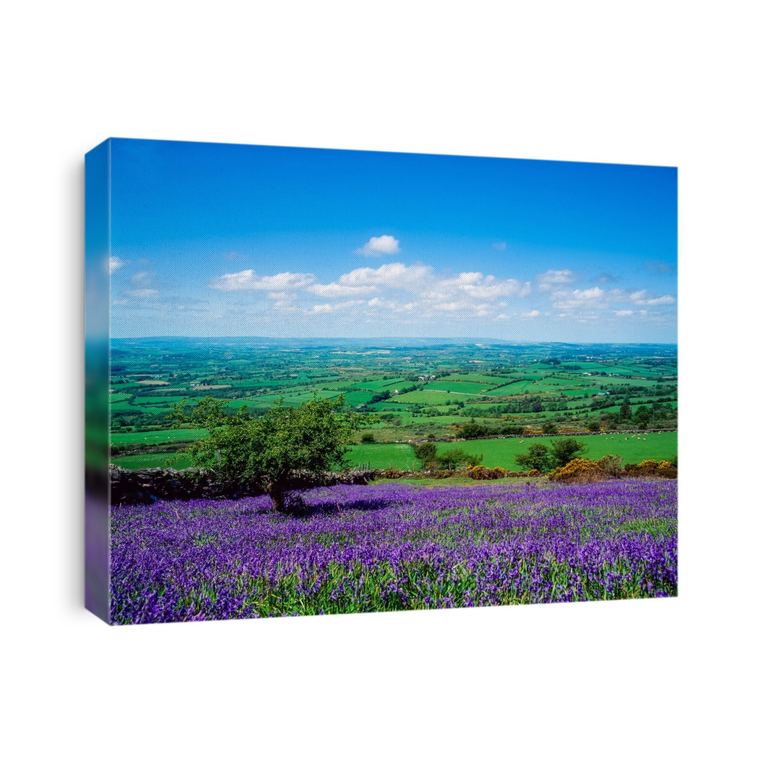 Bluebells, Borris, Co Carlow, Ireland