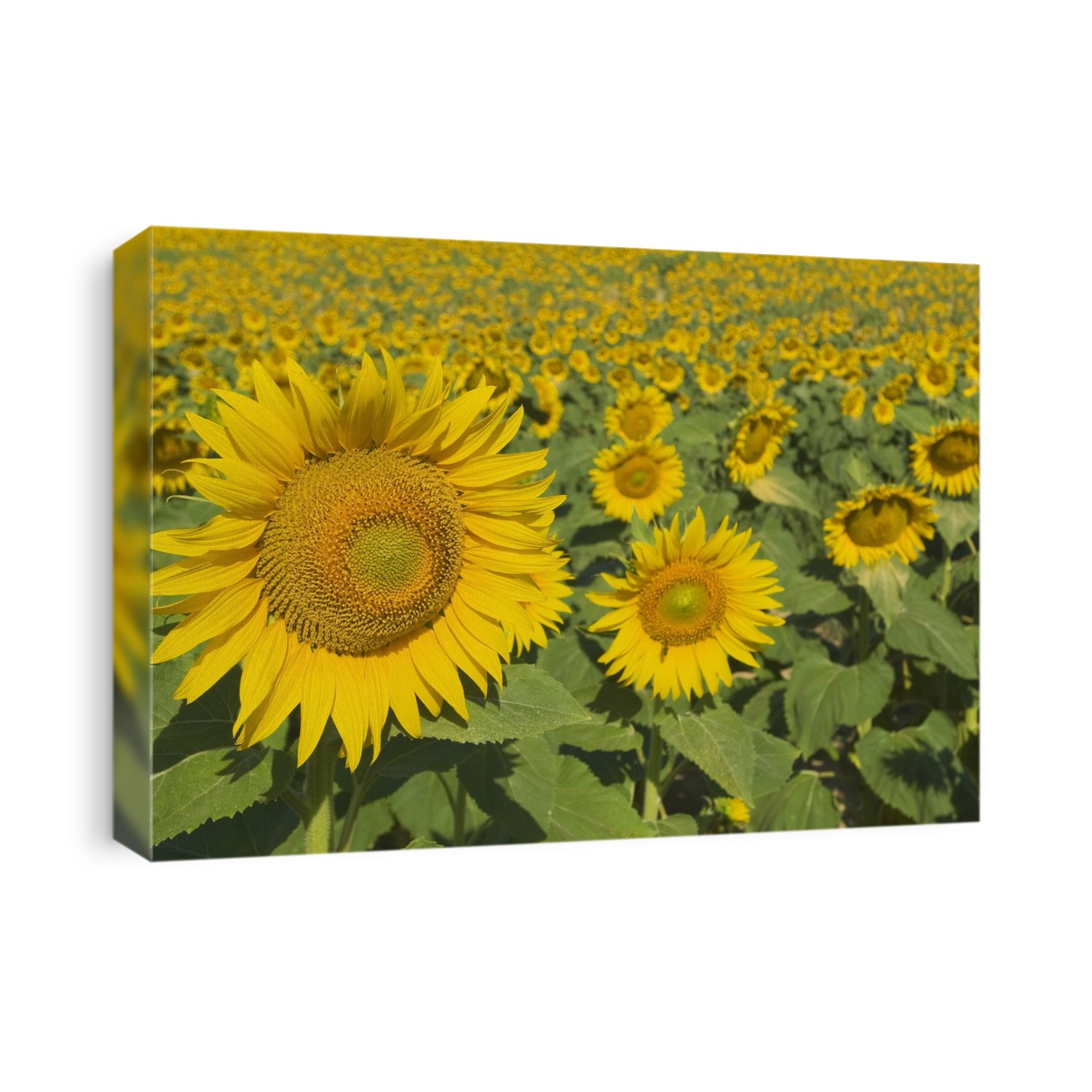 Sunflowers, Helianthus Annuus, Andalusia, Spain, Europe