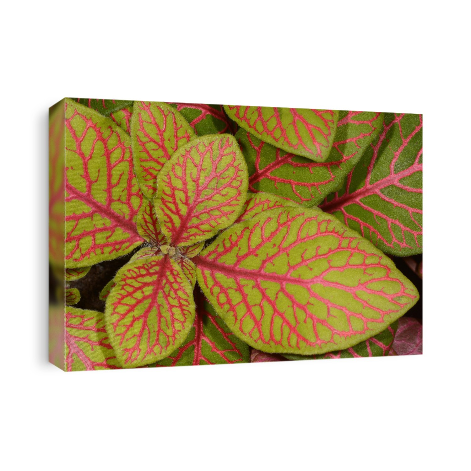 Close-up of the colourful leaves of a nerve plant (Fittonia verschaffeltii) growing in a Norfolk garden in summer, UK