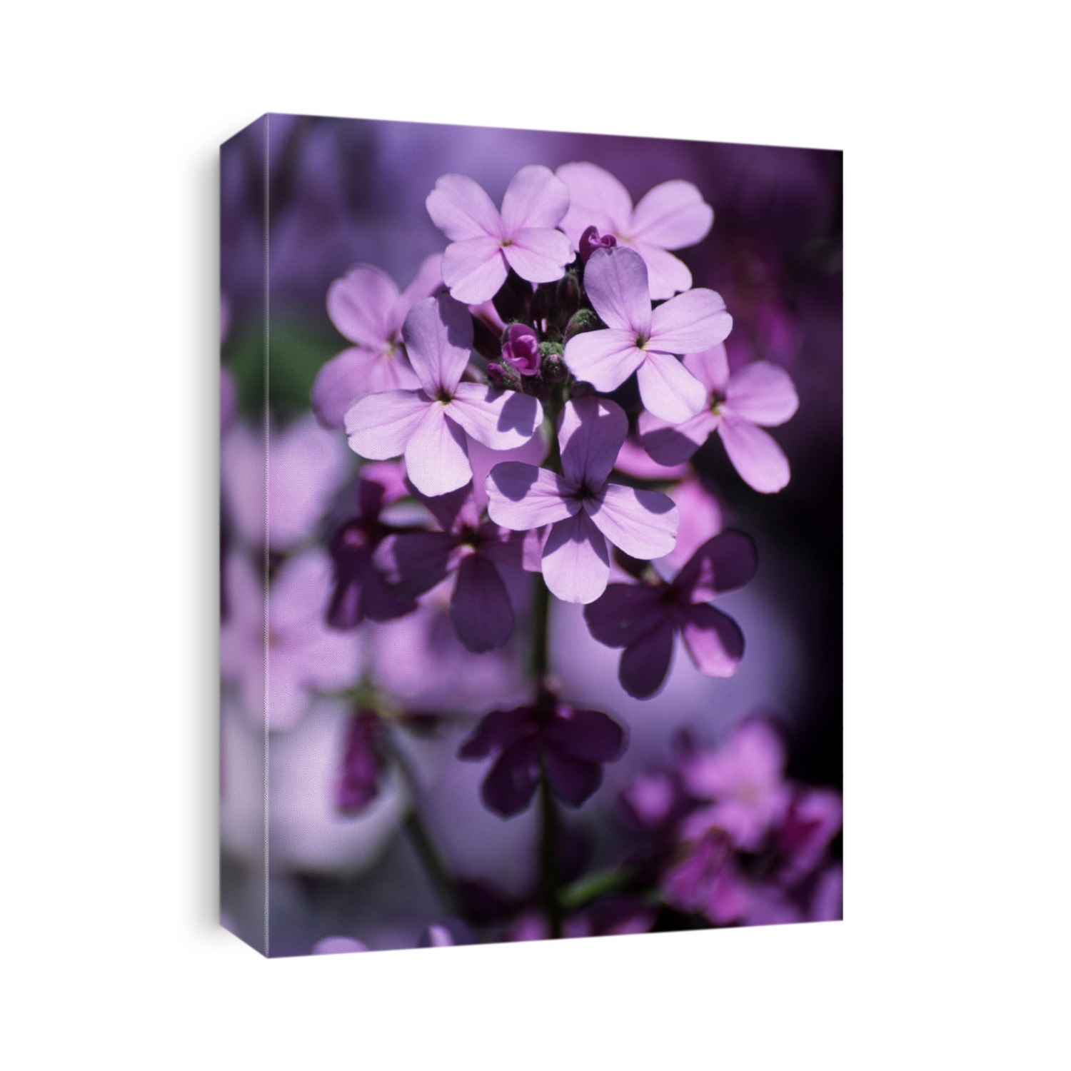 Dame's rocket (Hesperis matronalis). Photographed in Russia.