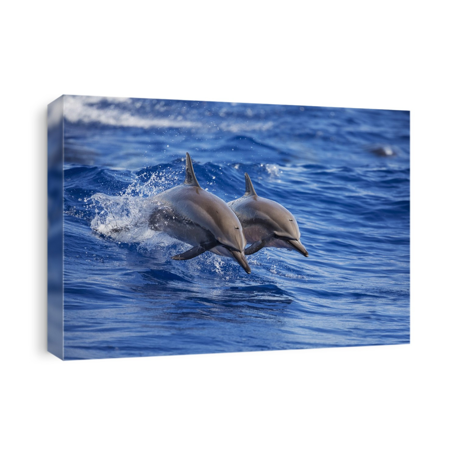 Two Spinner dolphins (Stenella longirostris) off the island of Lanai; Lanai, Hawaii, United States of America