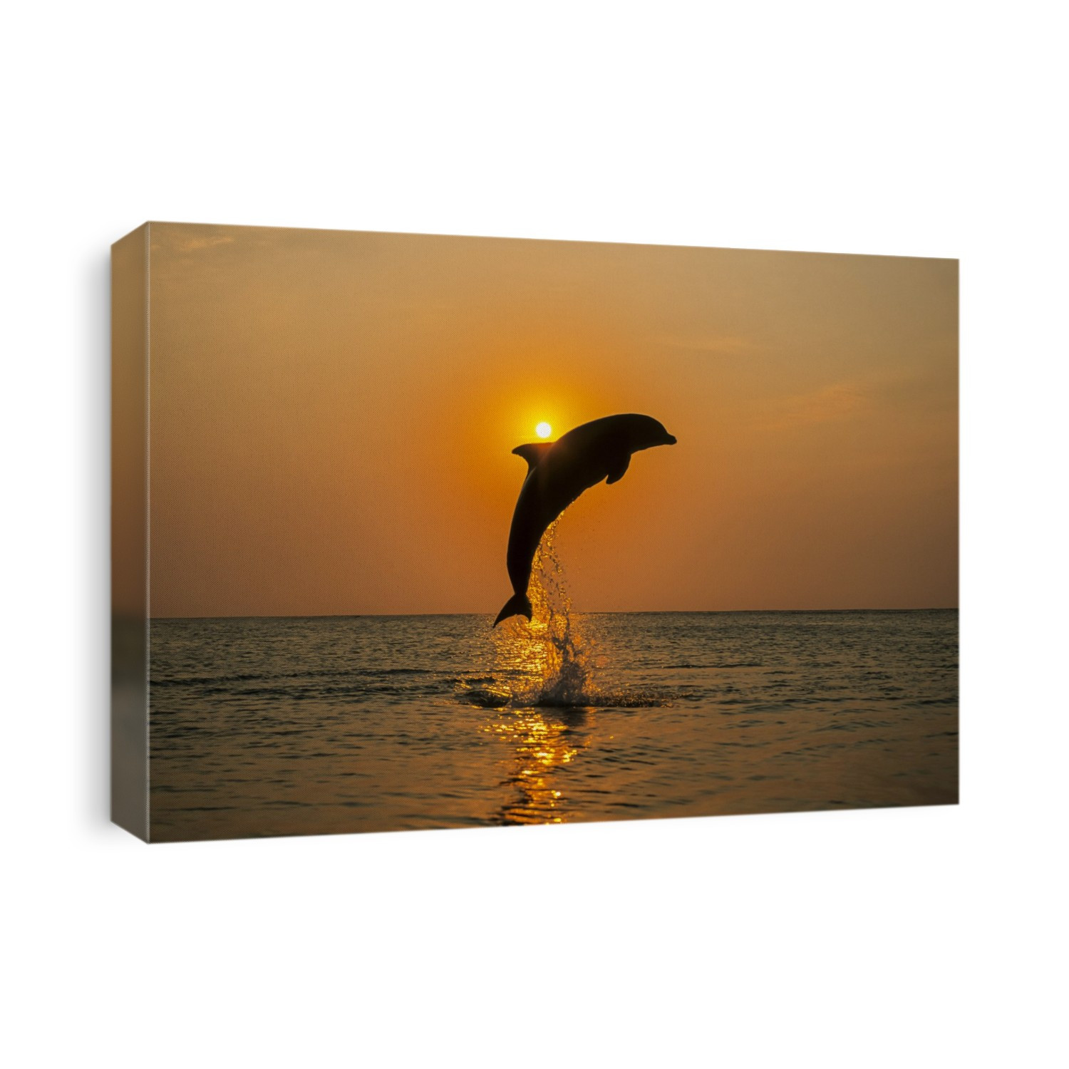 A Bottlenose Dolphin (Tursiops truncatus) jumps out of the water at sunset; Roatan, Honduras