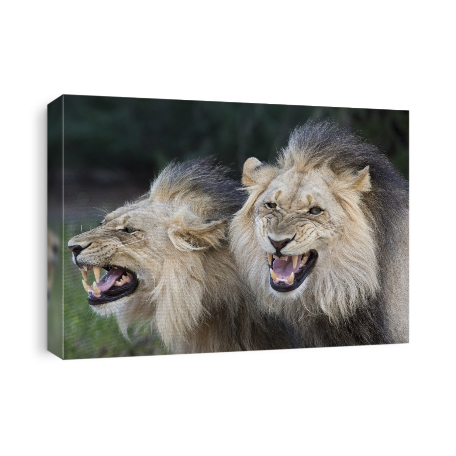 A lion or lioness exhibits the Flehmen response after sniffing or smelling the urine or faeces of another lion or lioness. The cat will lift his or her head, and hold their lips back in a strong grimace for a period lasting several seconds. Cats have a vomeronasal organ (often called the organ of Jacobson) located above the palate. By sniffing deeply, and then pulling back their lips, they are in fact 'testing' the chemical content of the urine left behind by the earlier animal. This action plays an important part in enabling male lions to determine whether a female may be entering an oestrous cycle. These two males are brothers and they were photographed in the Auob riverbed of the Kgalagadi Transfrontier Park in Southern Africa.