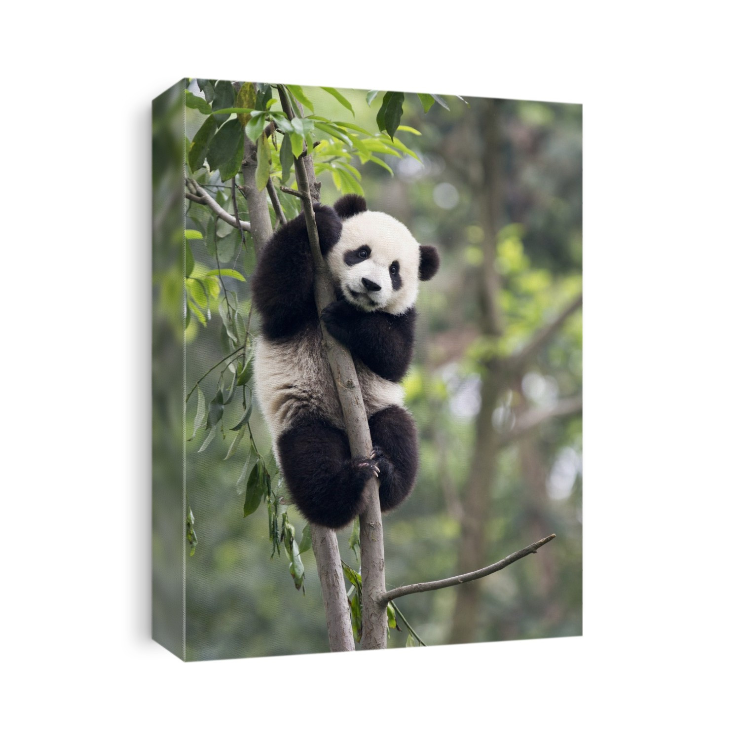 Giant Pandas are endemic to China and are native to central-western and south western China, but are now found only in a few mountain ranges of central China.The image shows a juvenile Giant Panda (Ailuropoda melanoleuca) climbing a tree in the Bifengxia Giant Panda Reserve base in Sichuan Province in China.