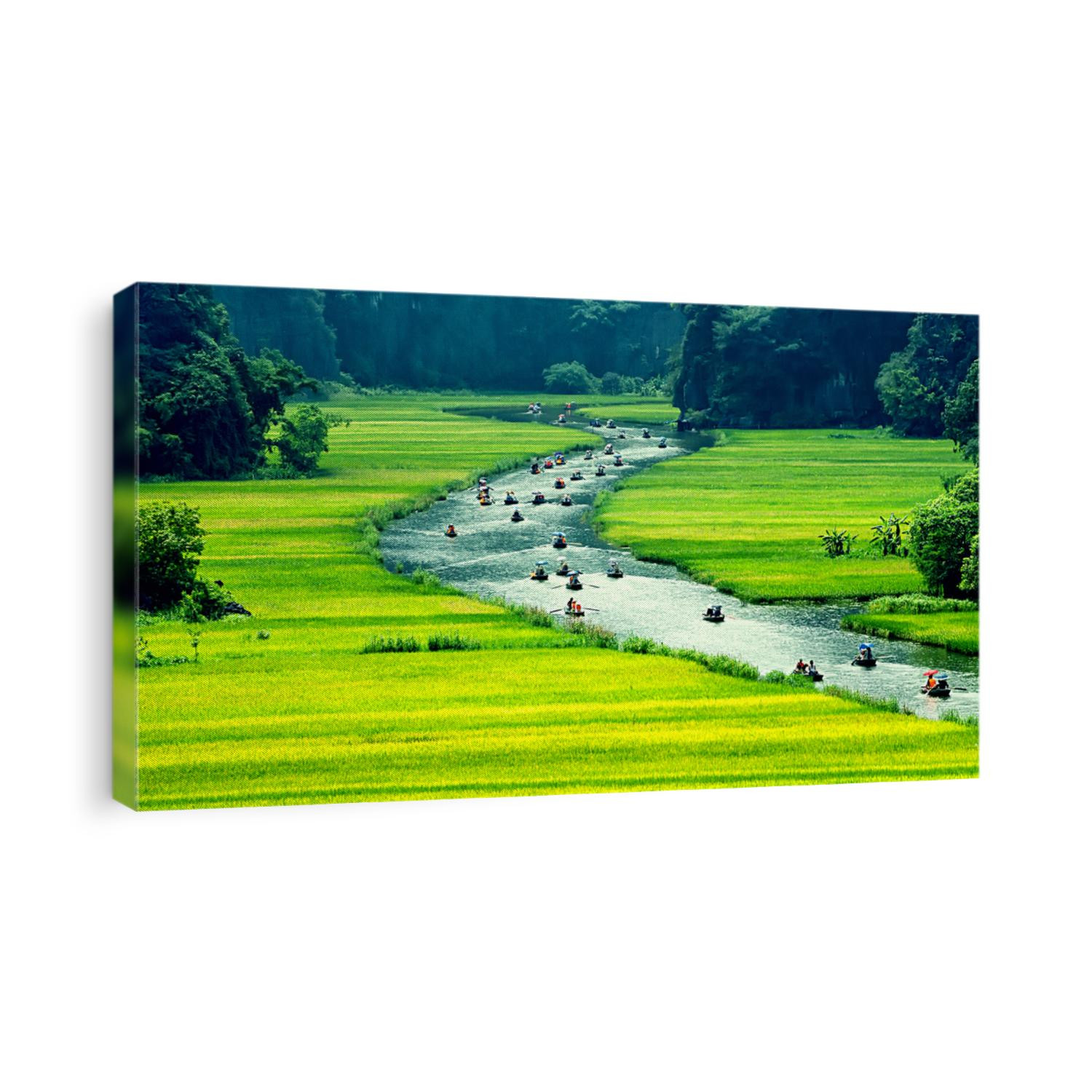 Rice field and river, NinhBinh, vietnam landscapes