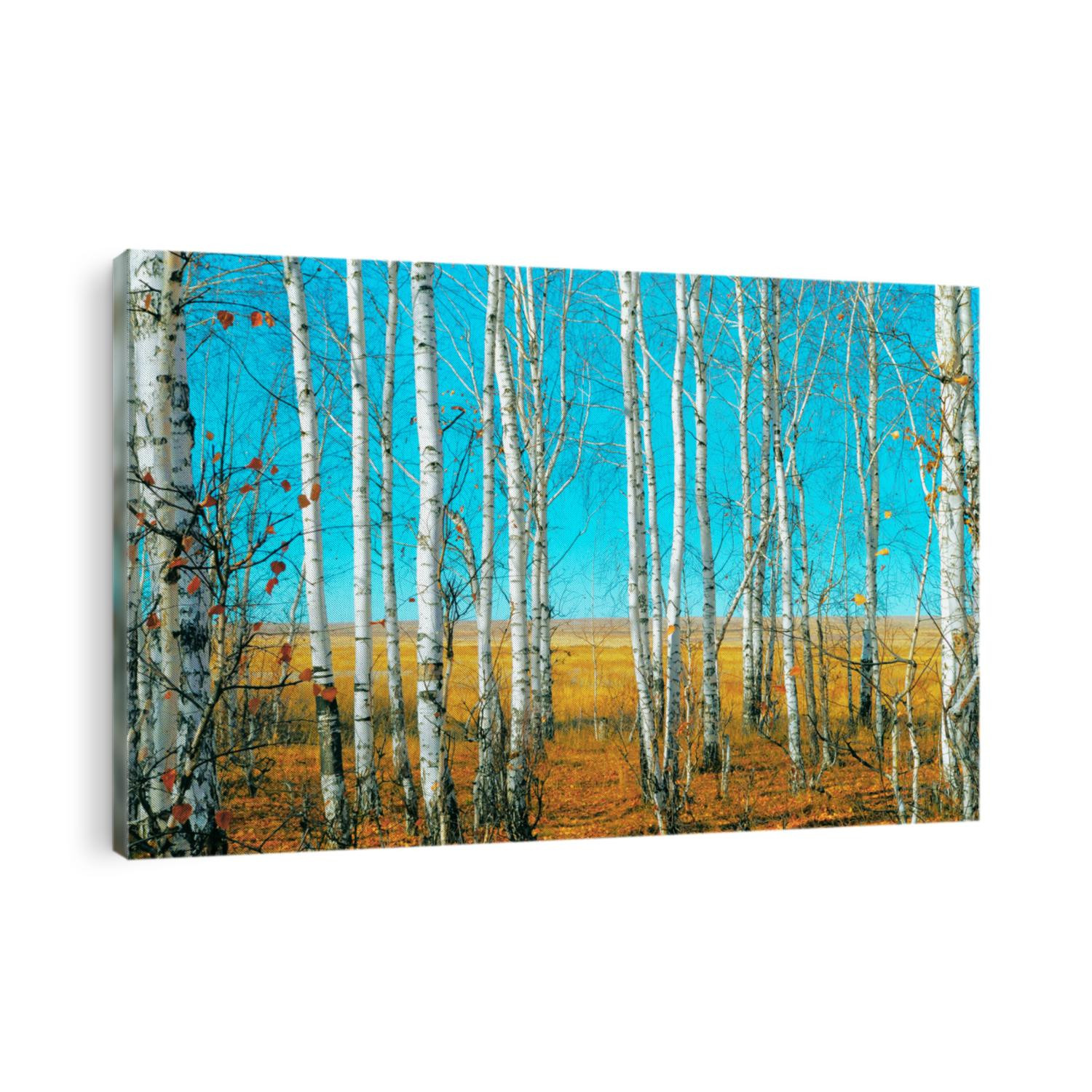 Birch grove