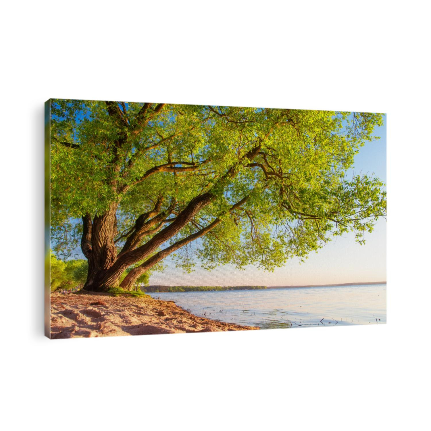Spring nature landscape of tree on lakeside in sunny evening