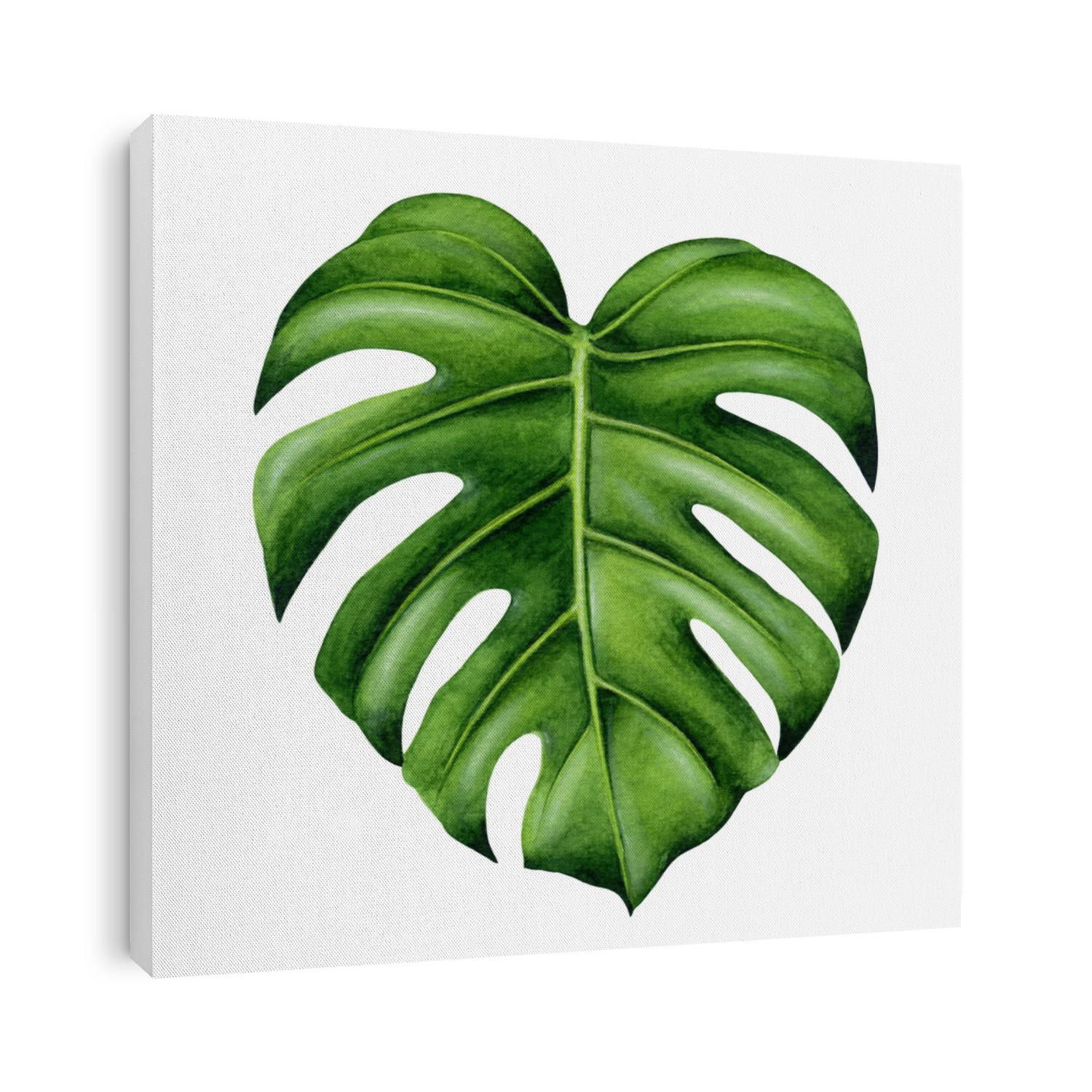 Green monstera leaf. Tropical plant. Hand painted watercolor
illustration isolated on white background. Realistic botanical art. Design element for fabrics, invitations, clothes and other.