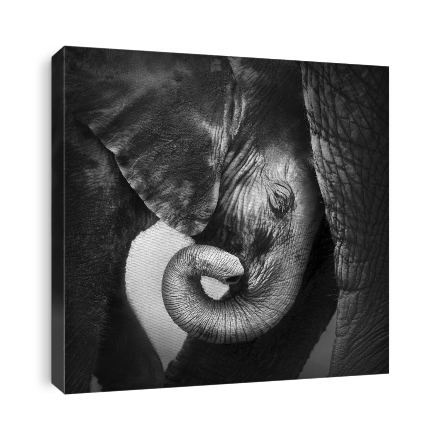 Baby elephant seeking comfort against mother's leg - Etosha National Park