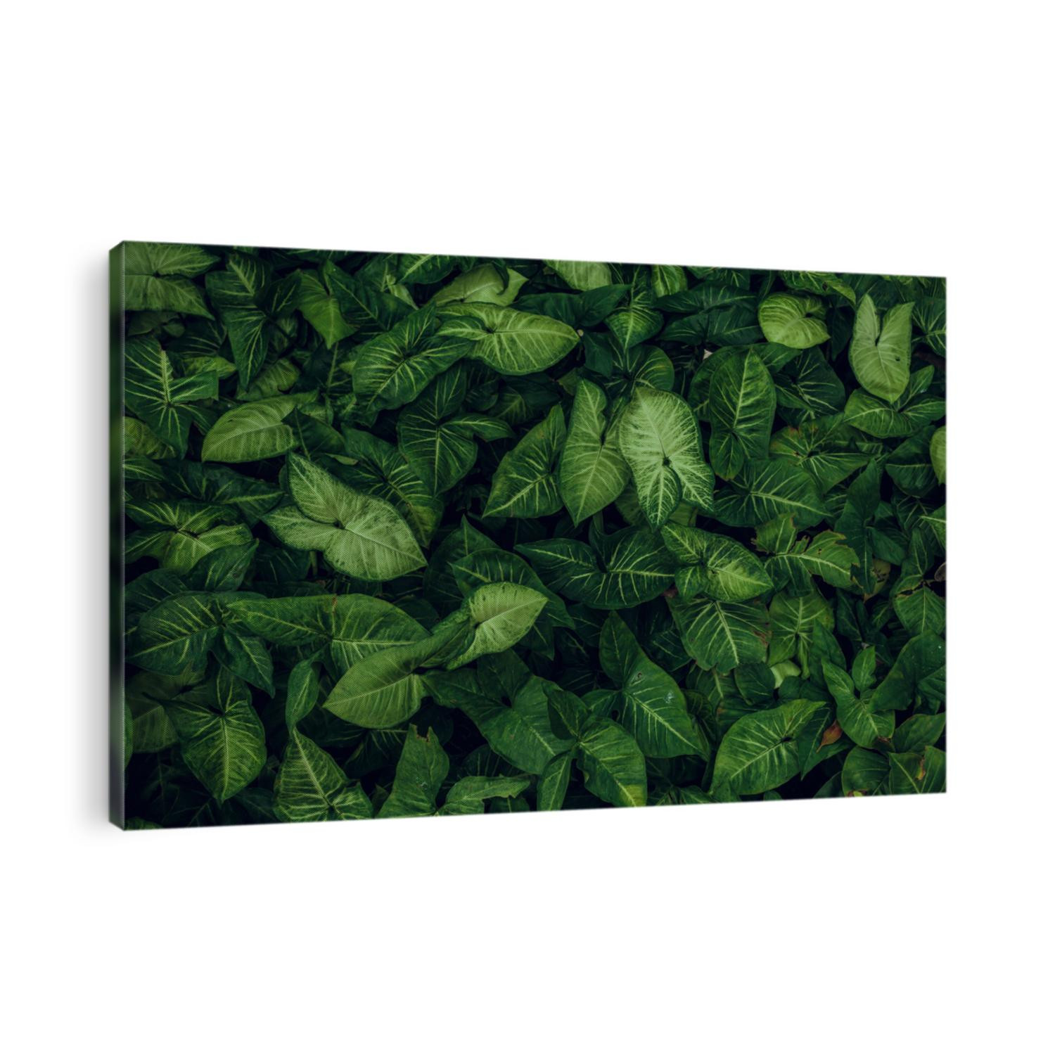 Green leaf texture. Leaf texture background