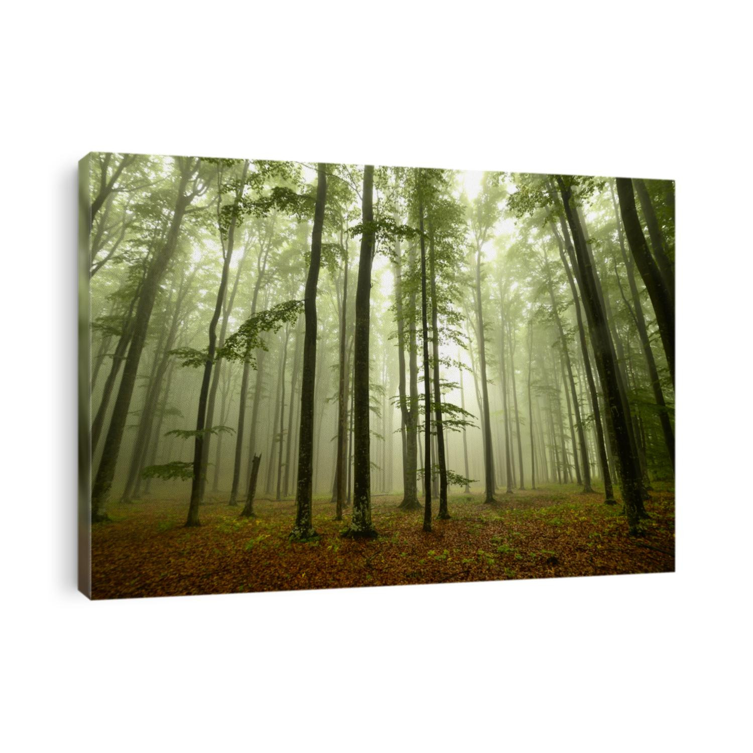 Foggy Forest 